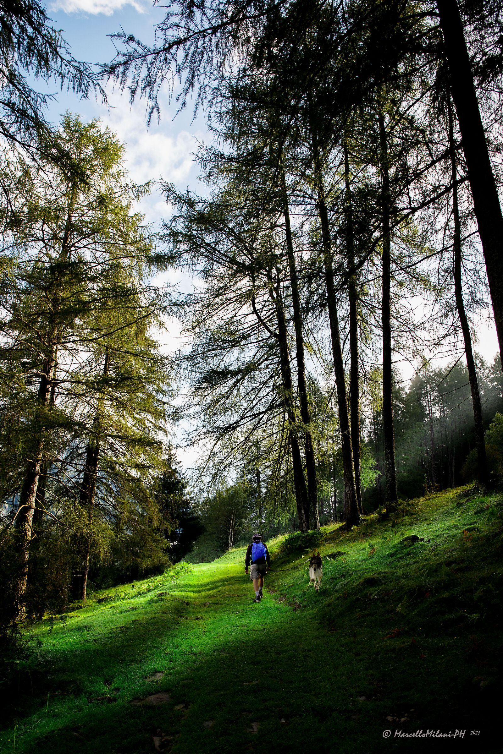 Passeggiata nel bosco
