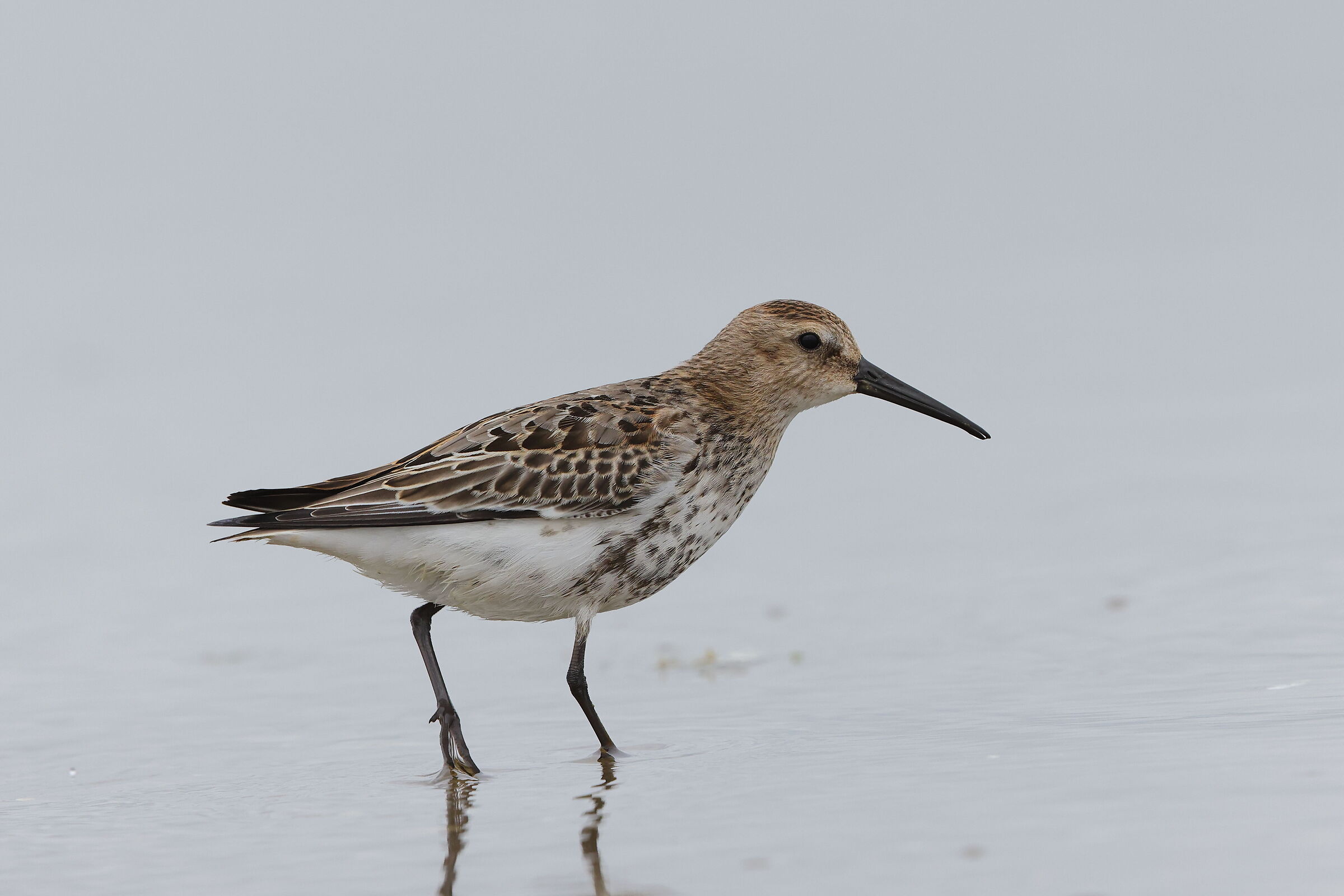 Dunlin
