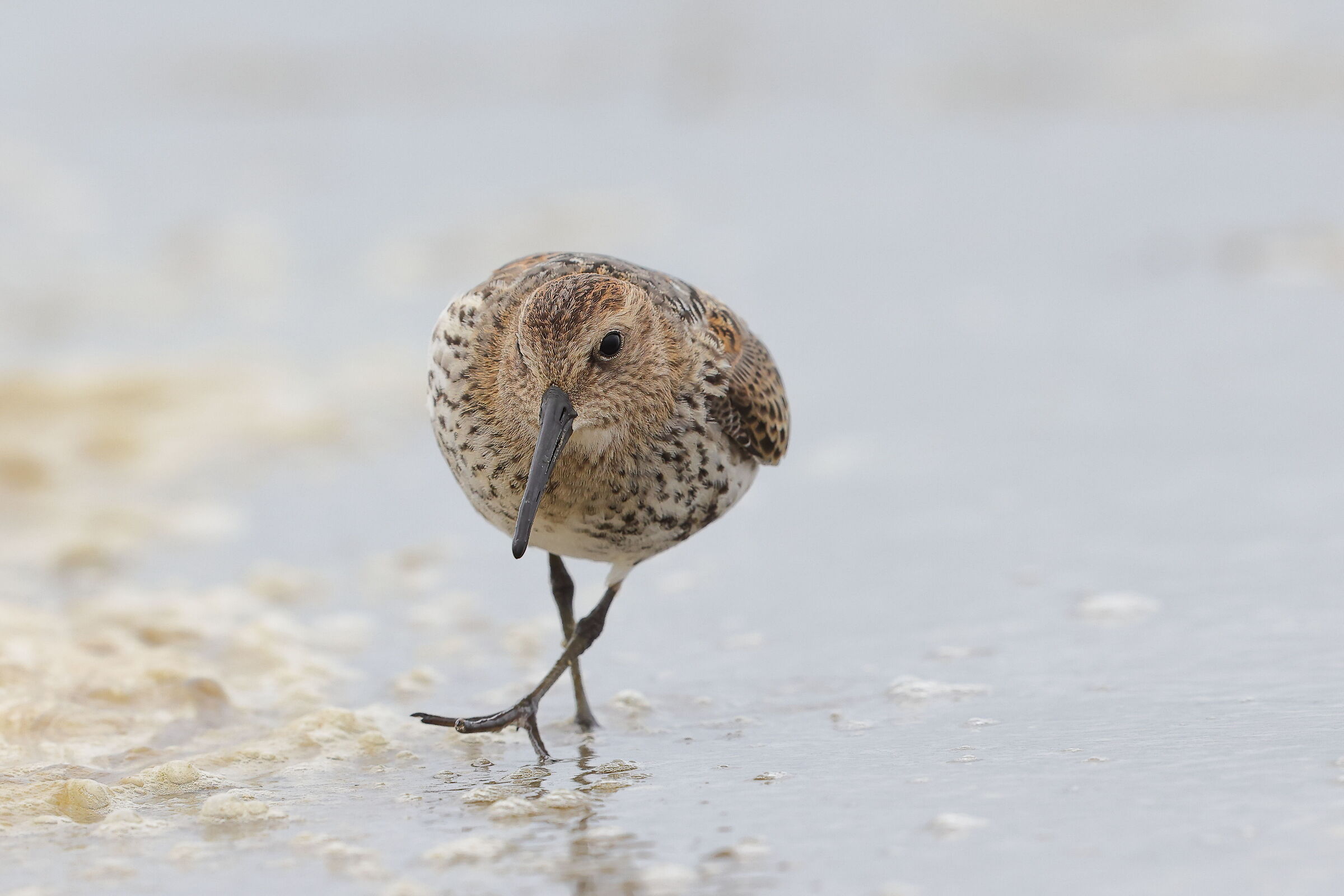 Dunlin