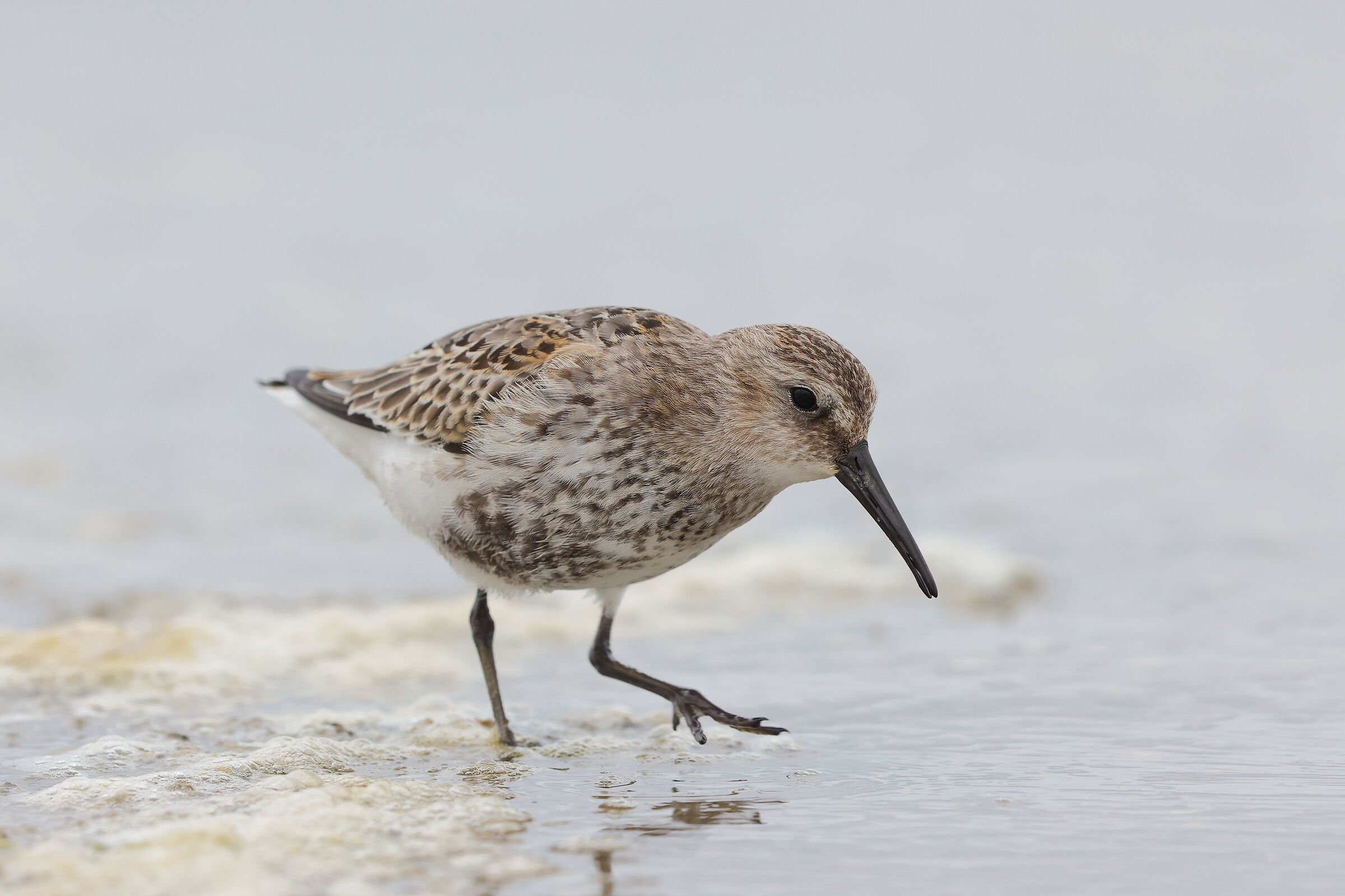 Dunlin