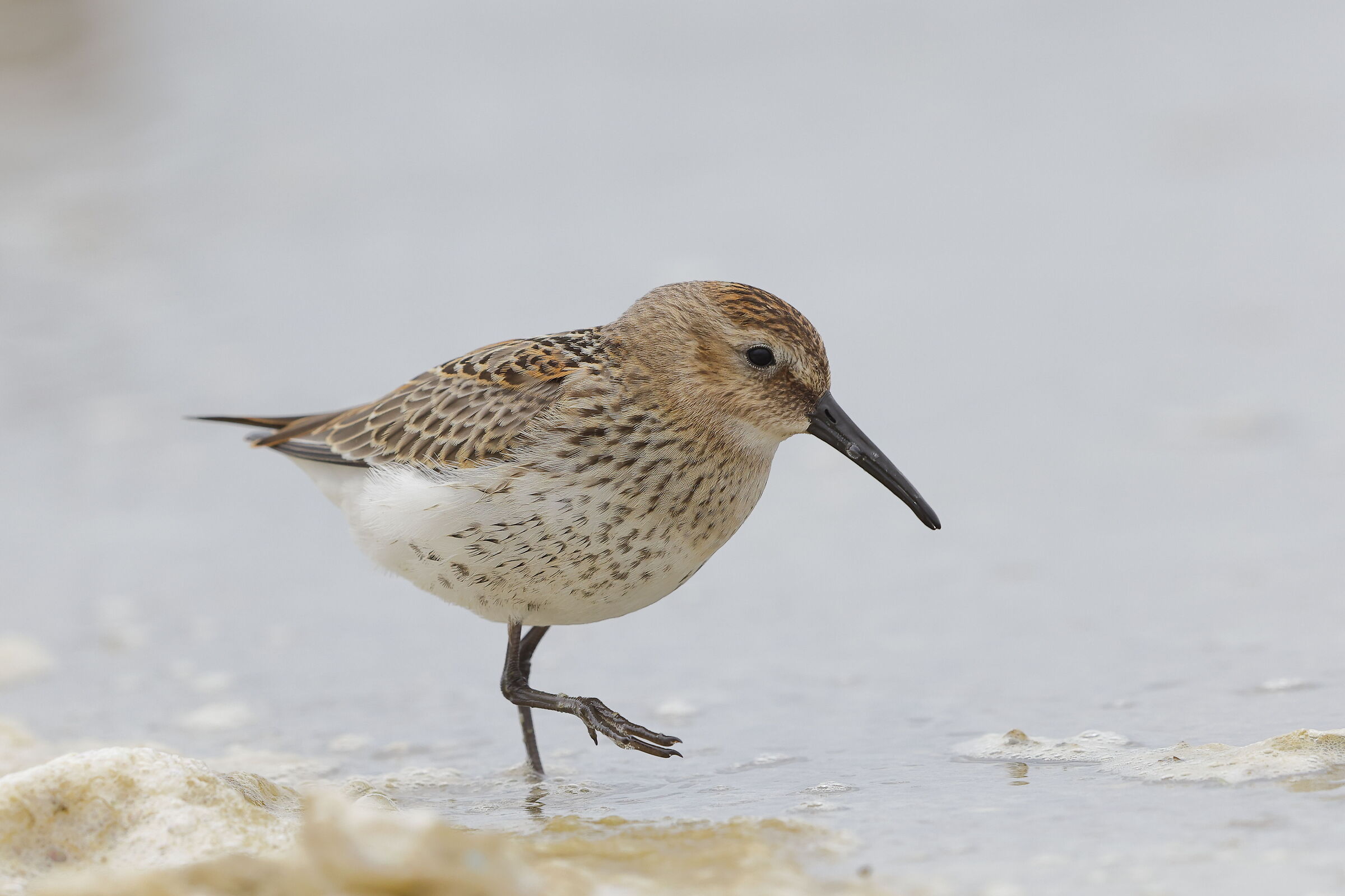 Dunlin