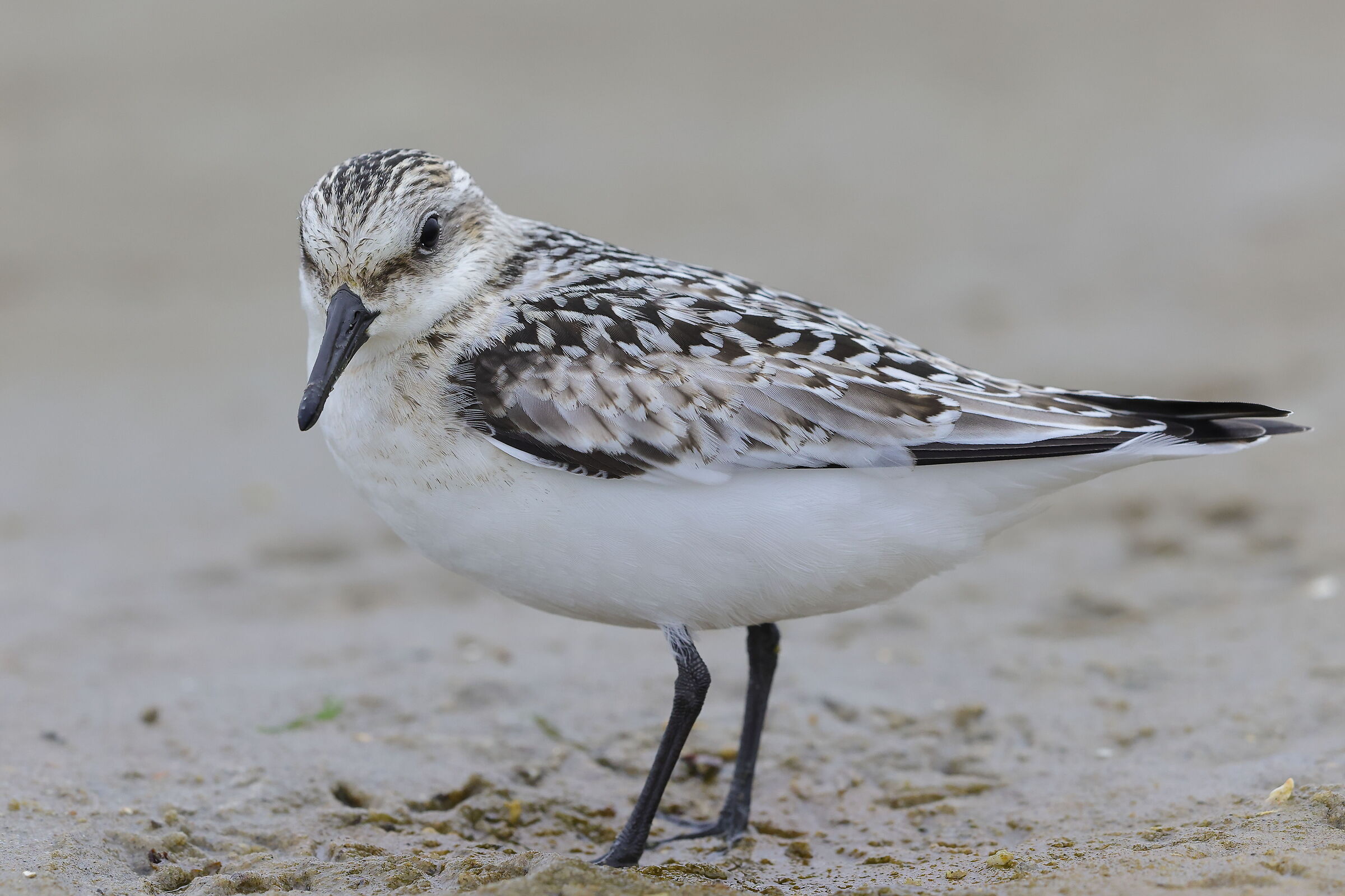 Three-toed piovanello