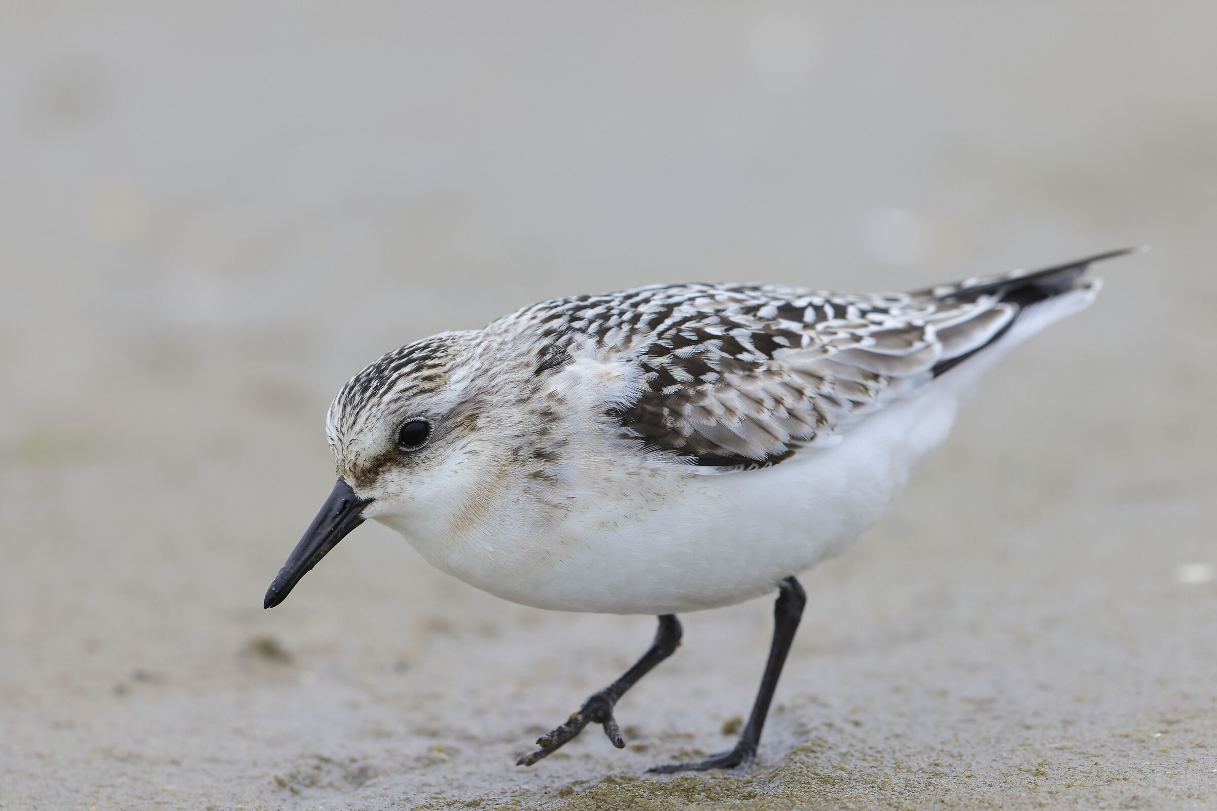 Three-toed piovanello