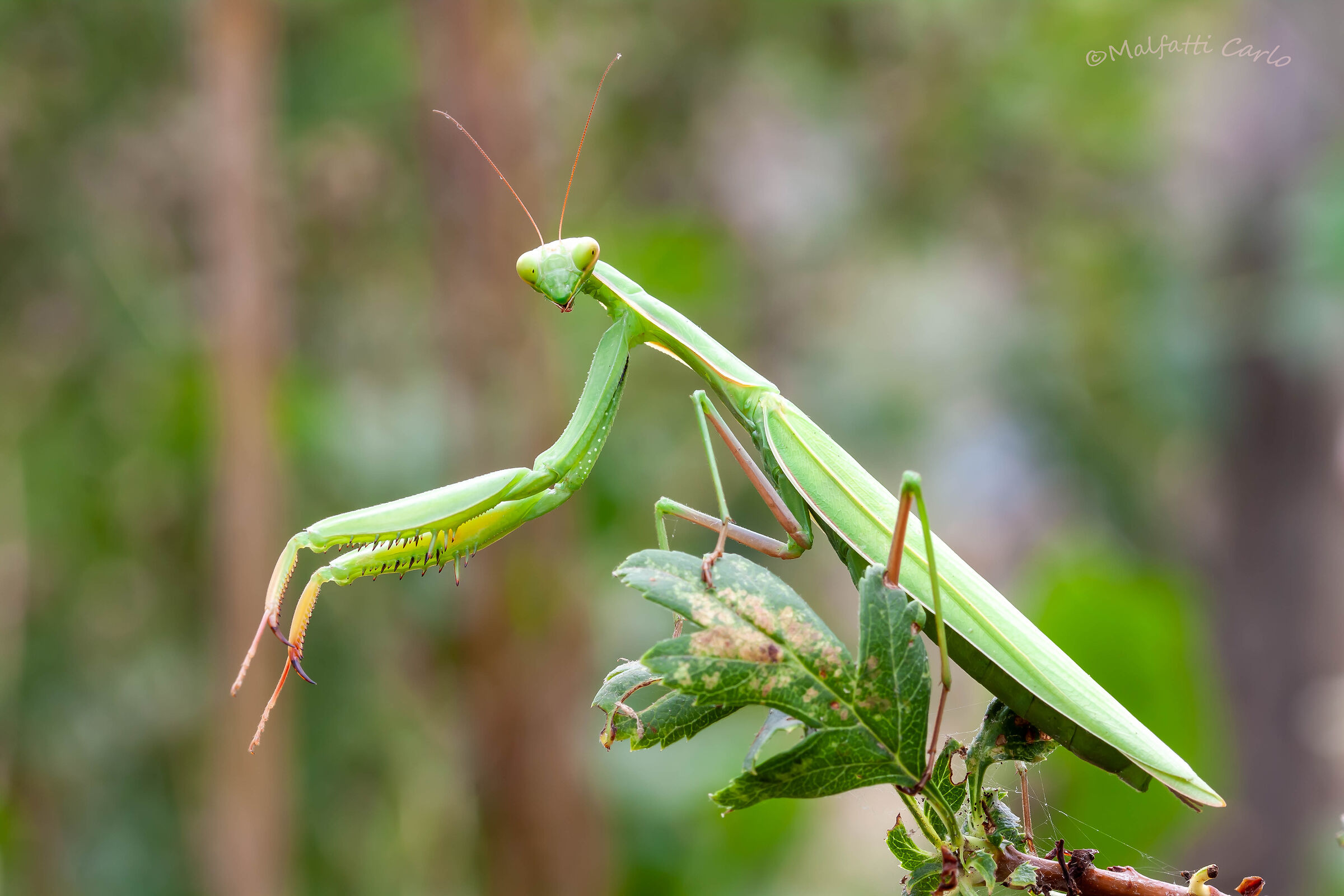 Praying mantis