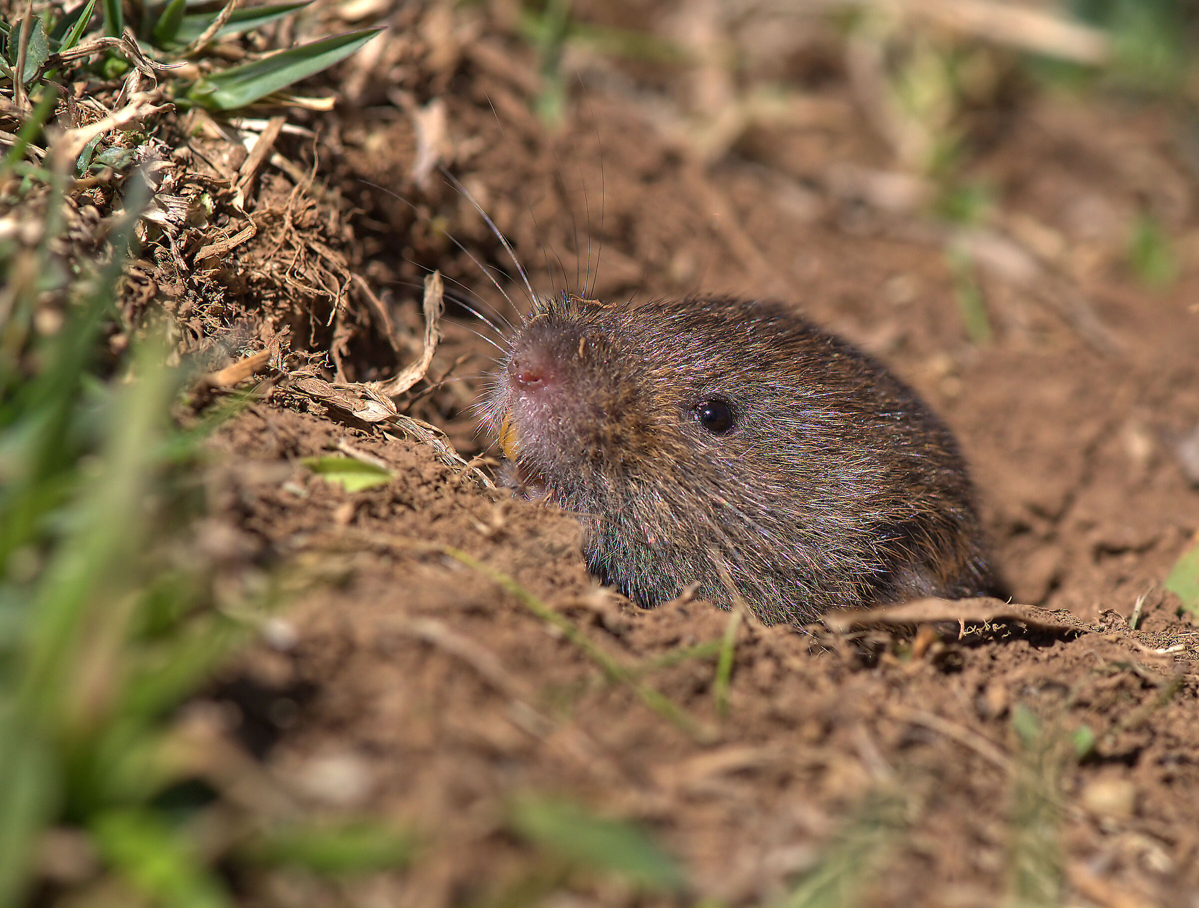 Vole