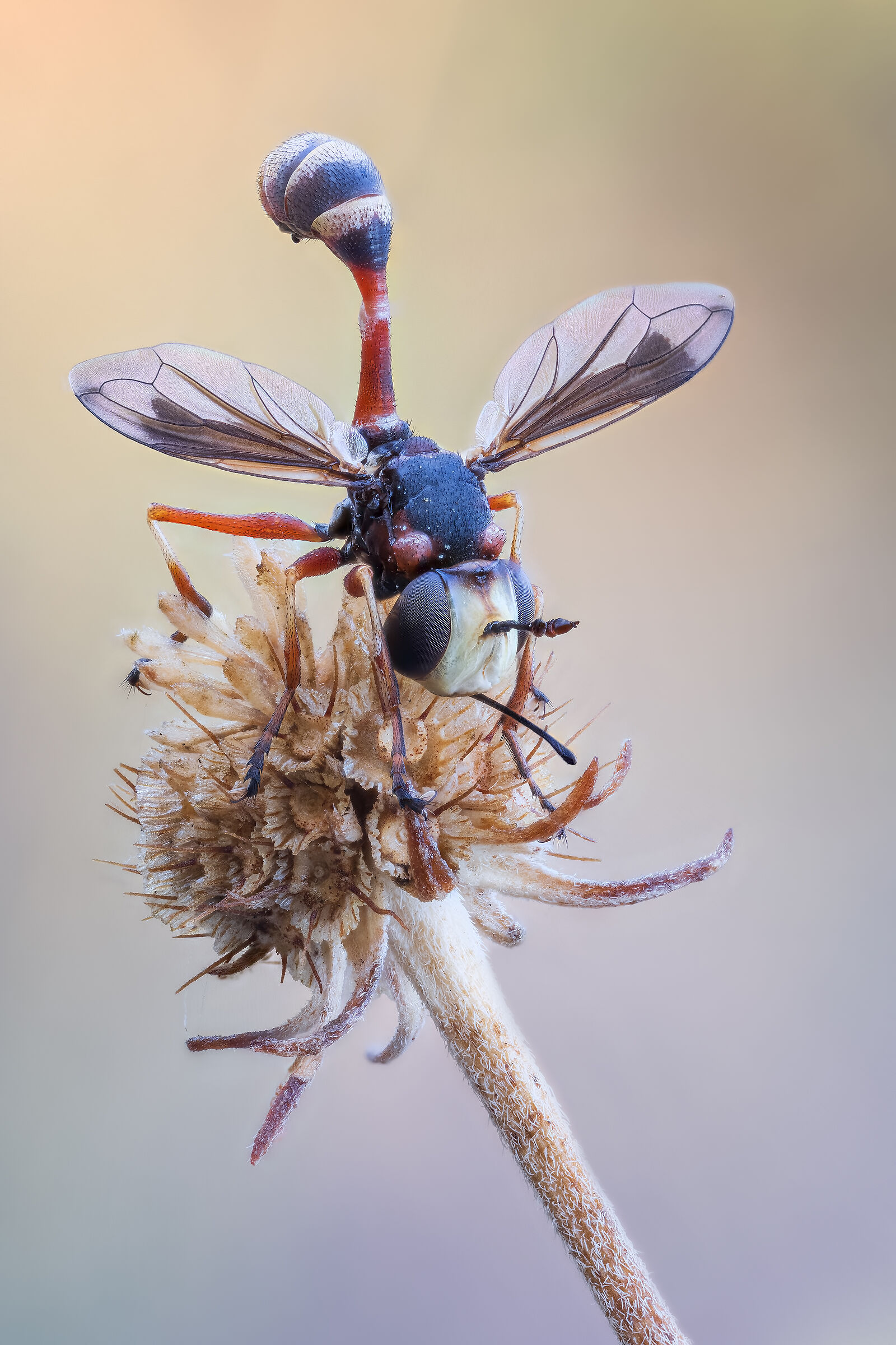 Physocephala sp. sp.