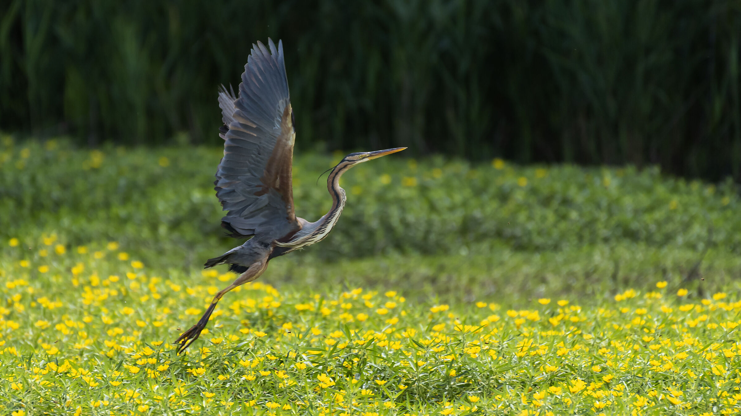 purple heron