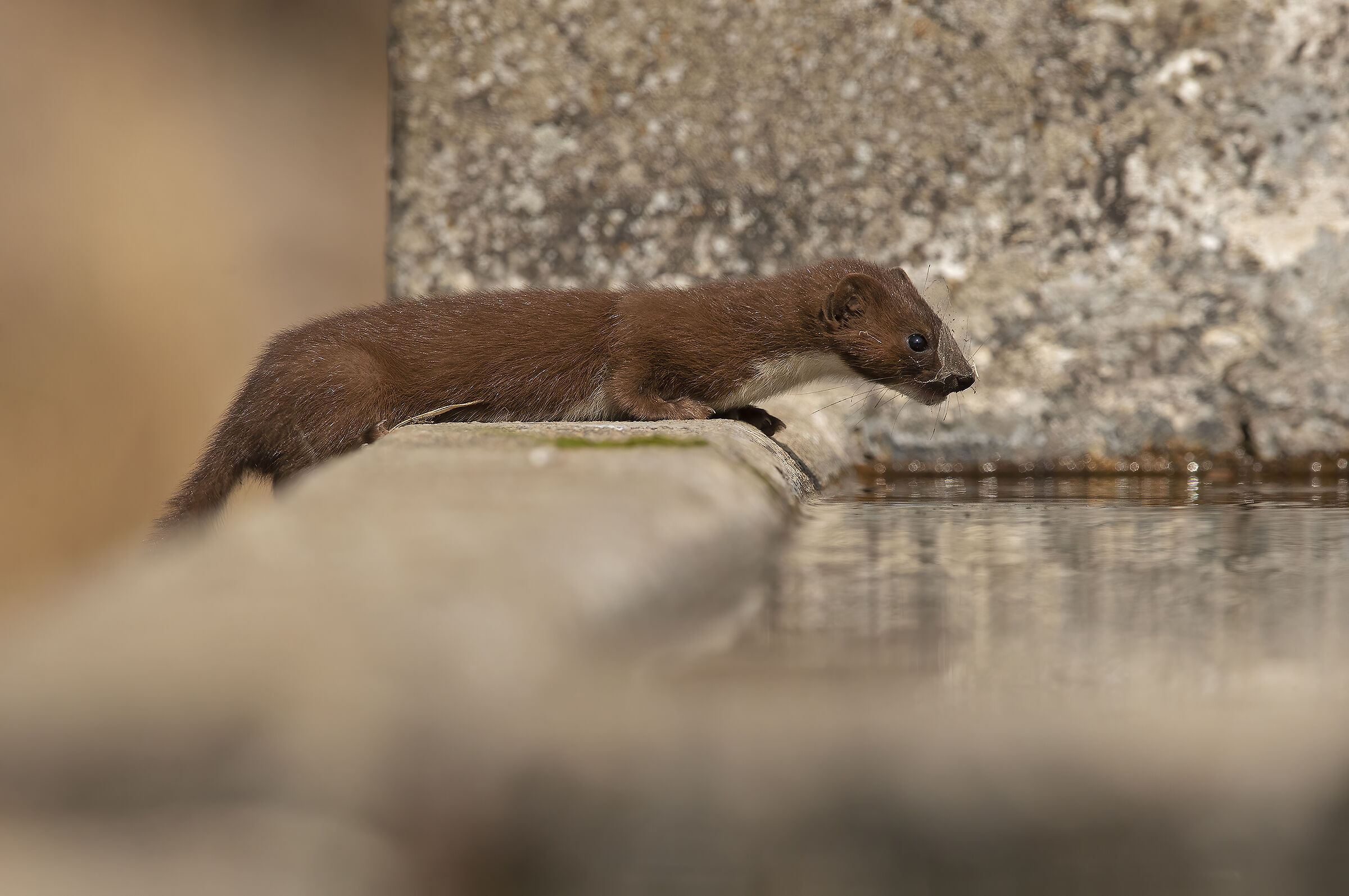 weasel with a drink