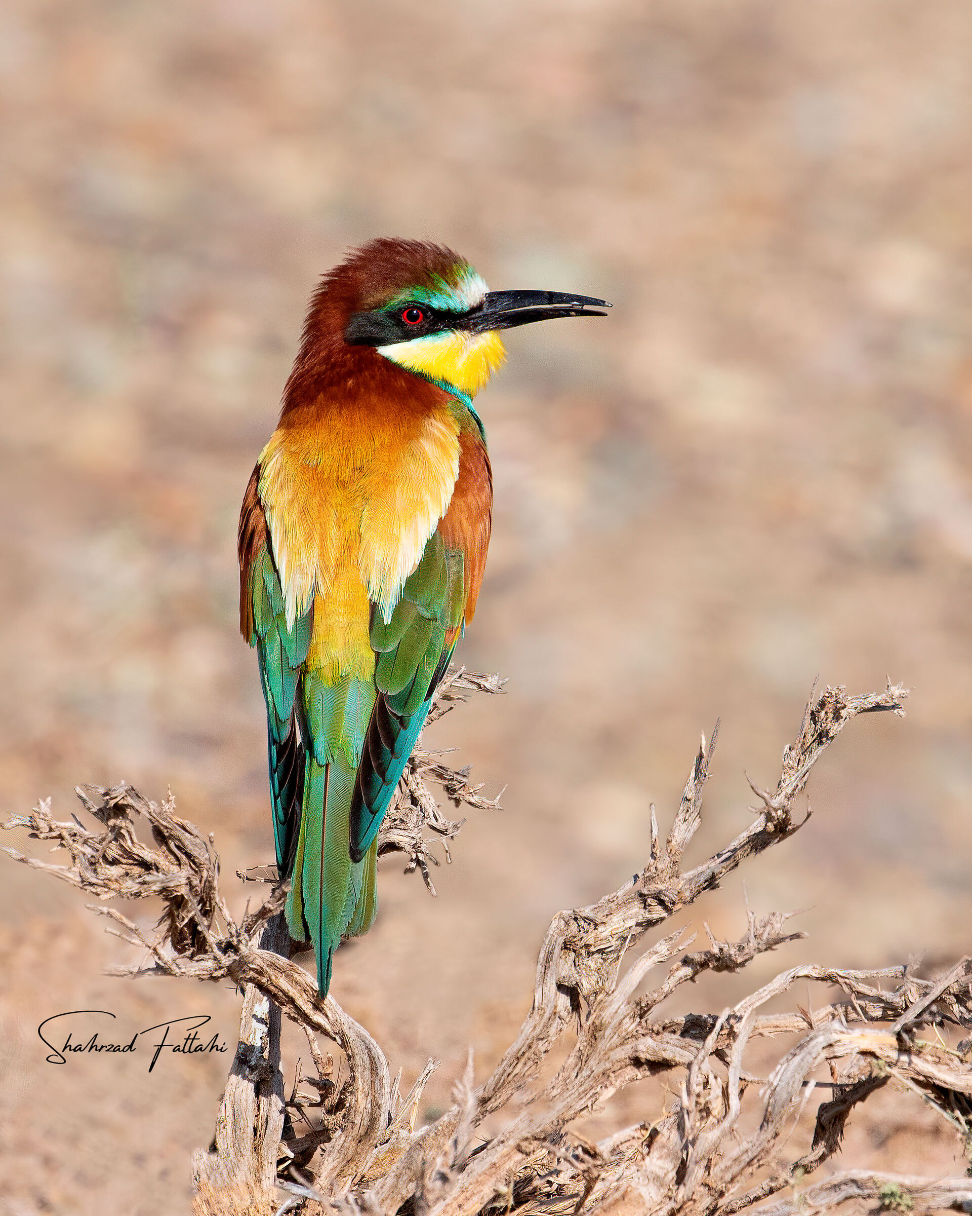 European Bee-eater