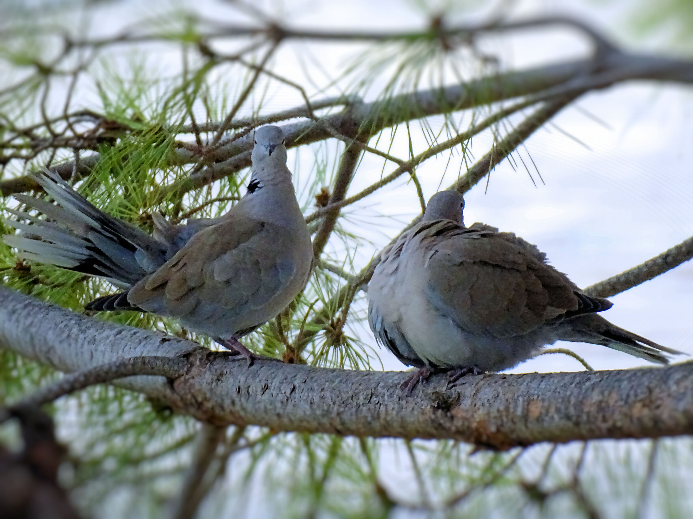 Doves