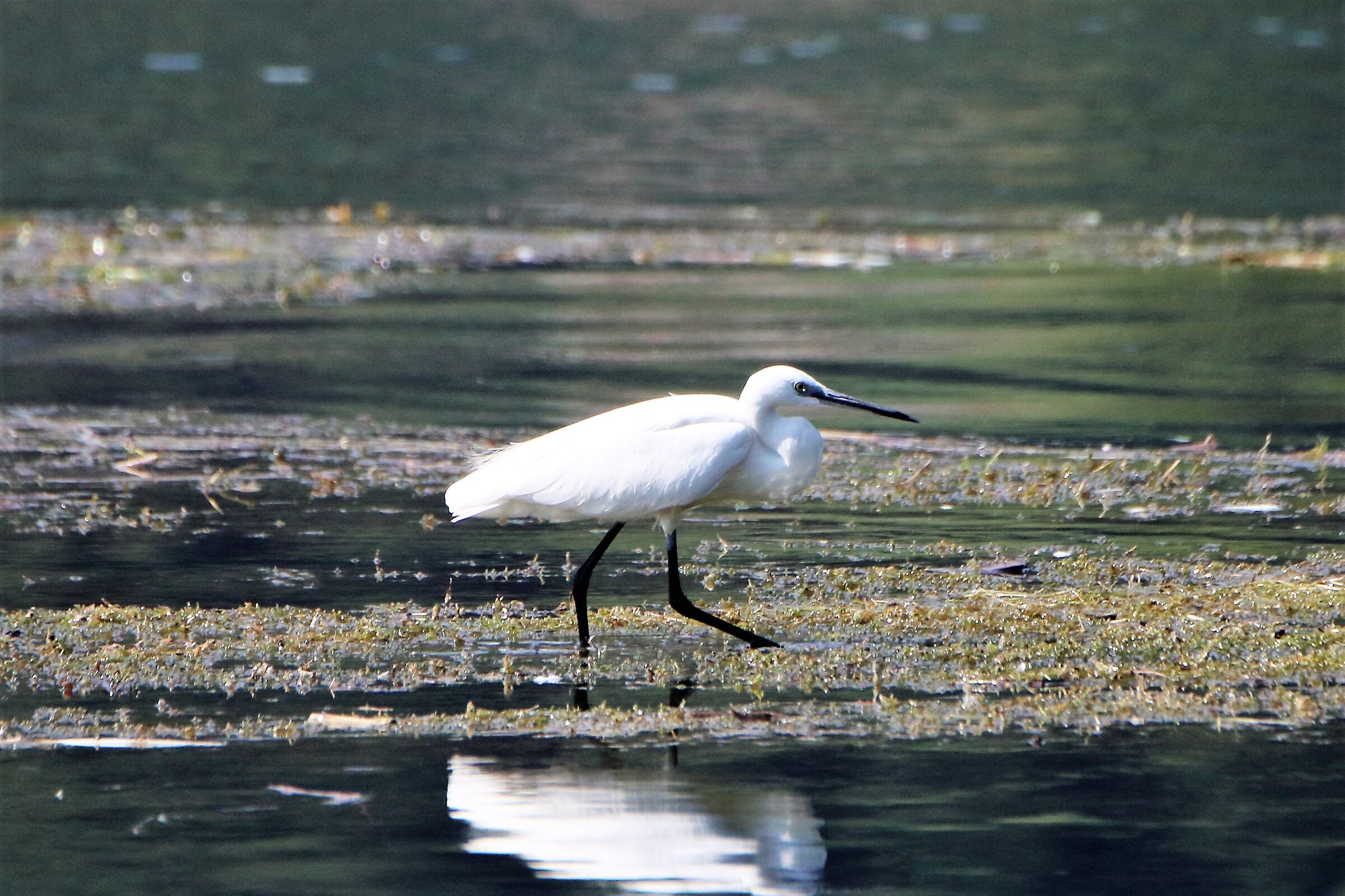 Egret