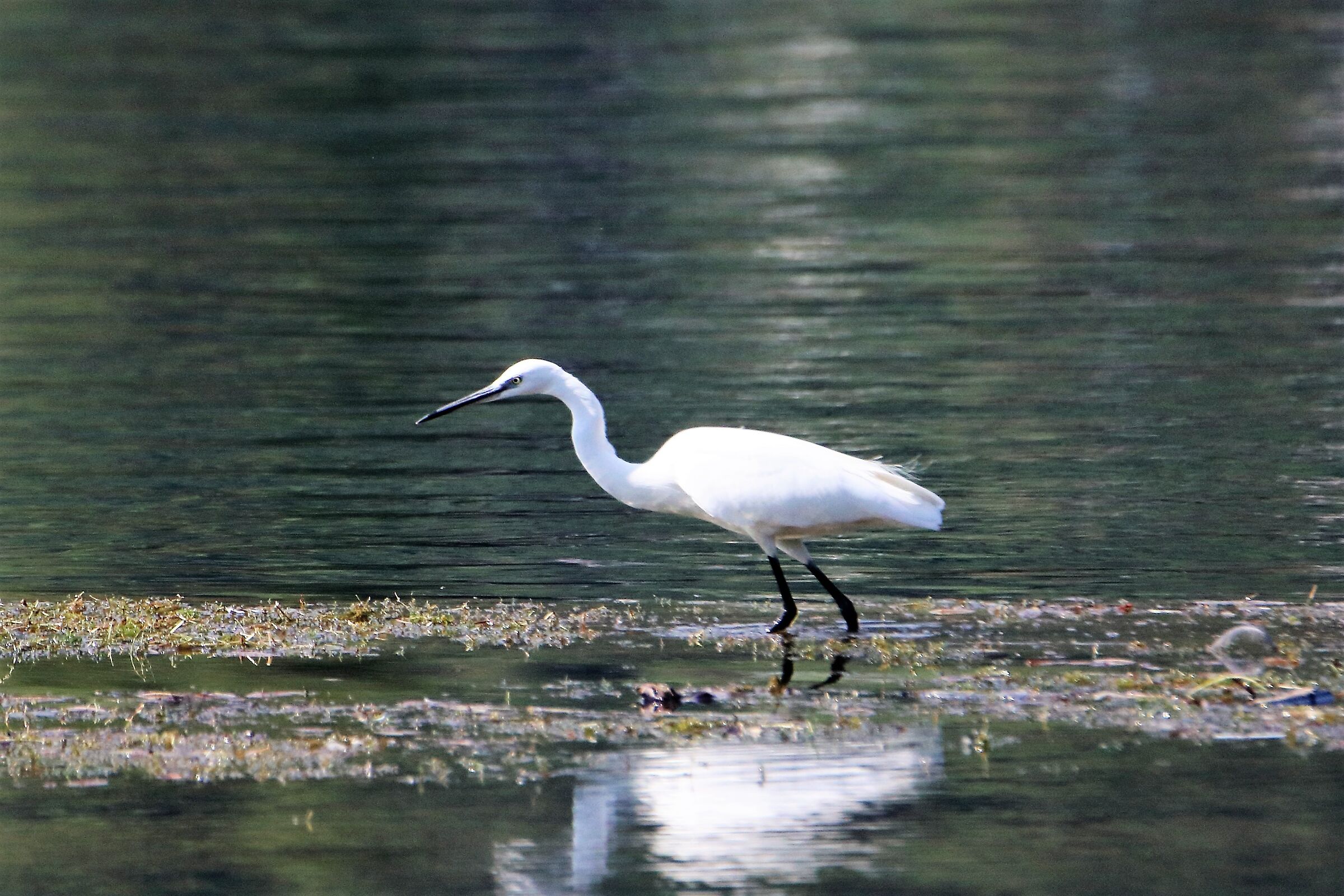 Egret