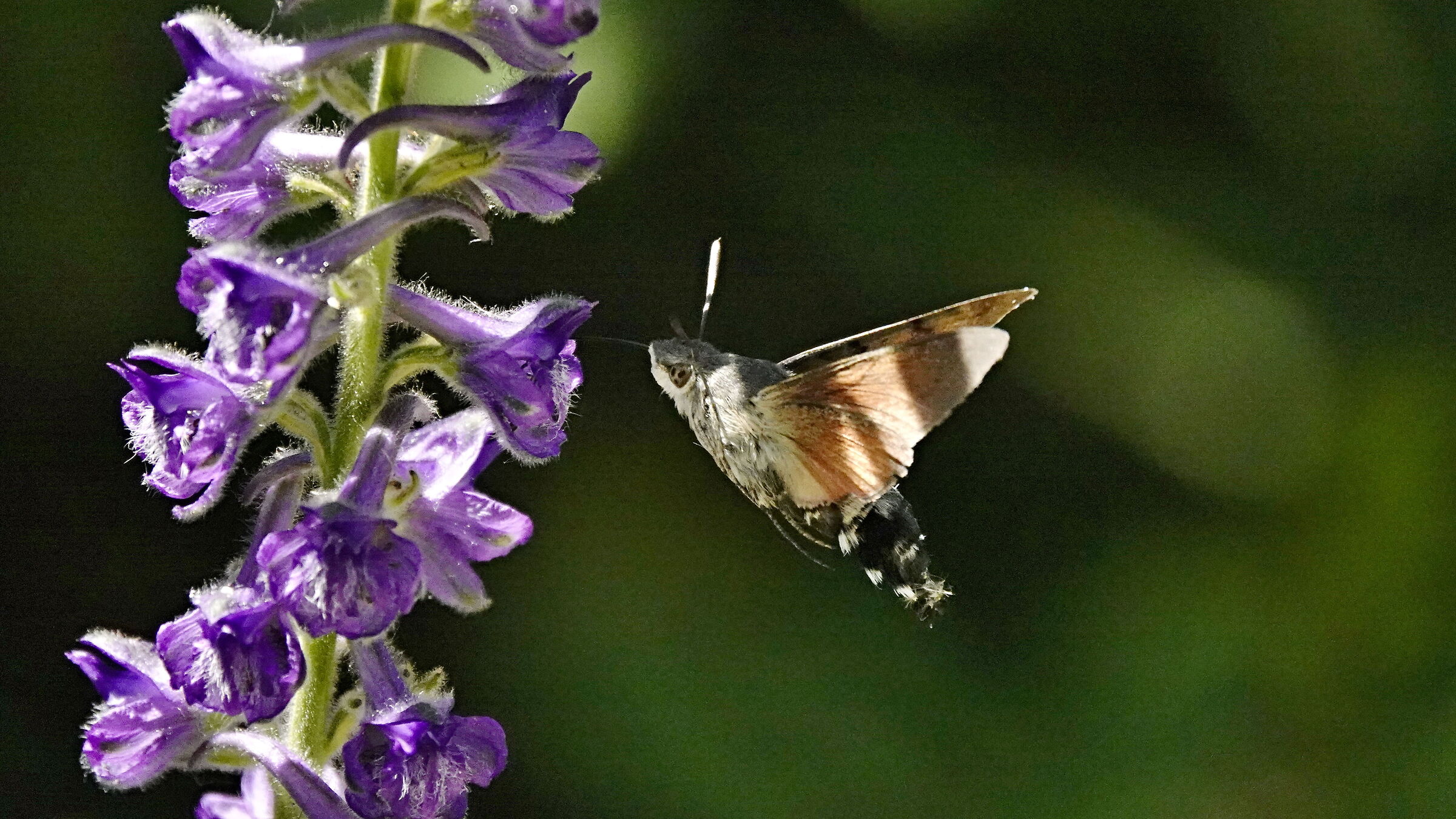 Sfinge colibrì#02