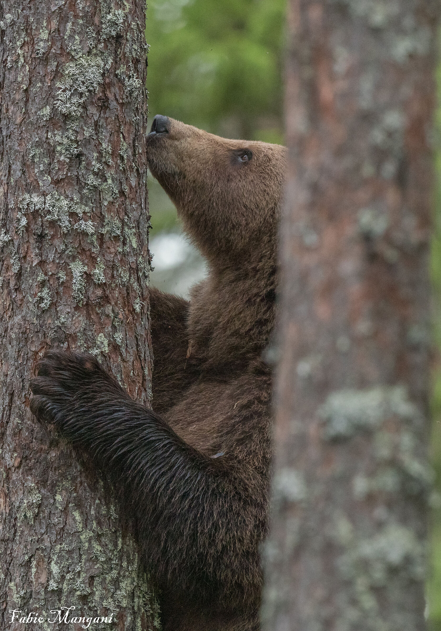 orso finlandese in cerca di miele