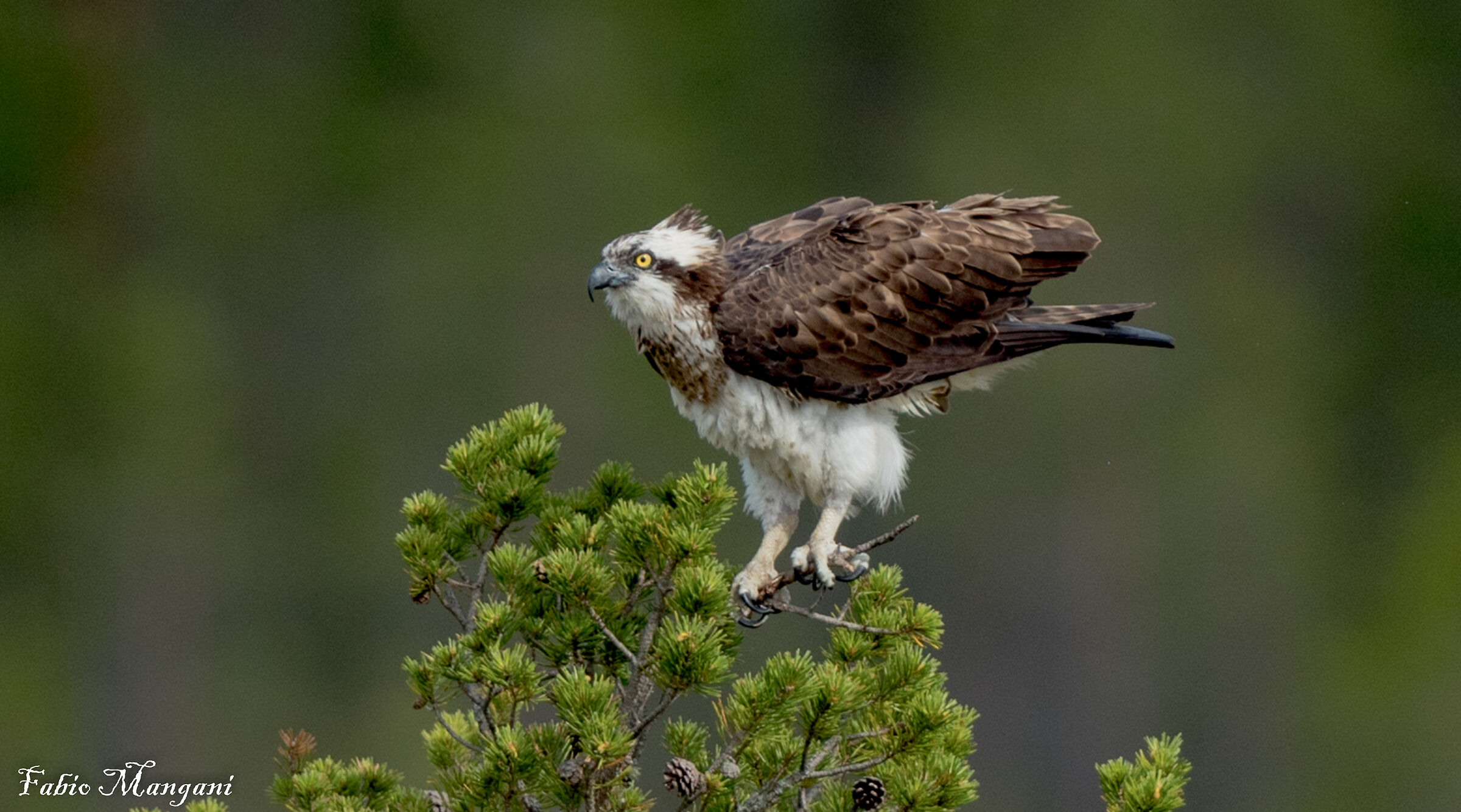 Osprey