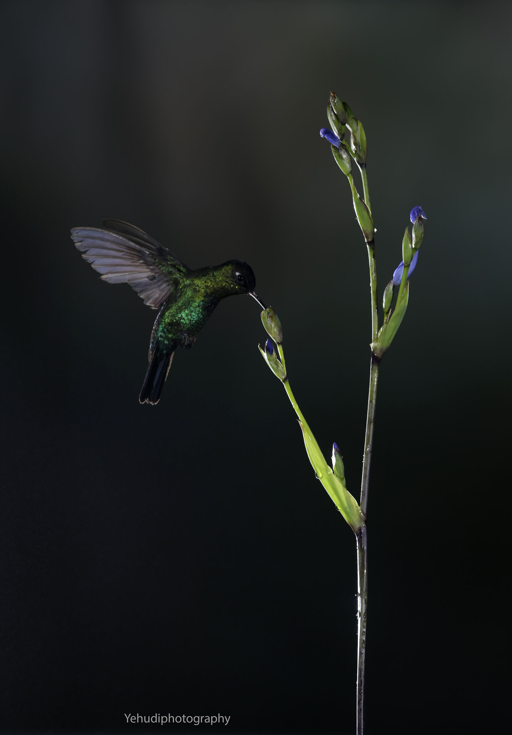 Colibri garganta de fuego