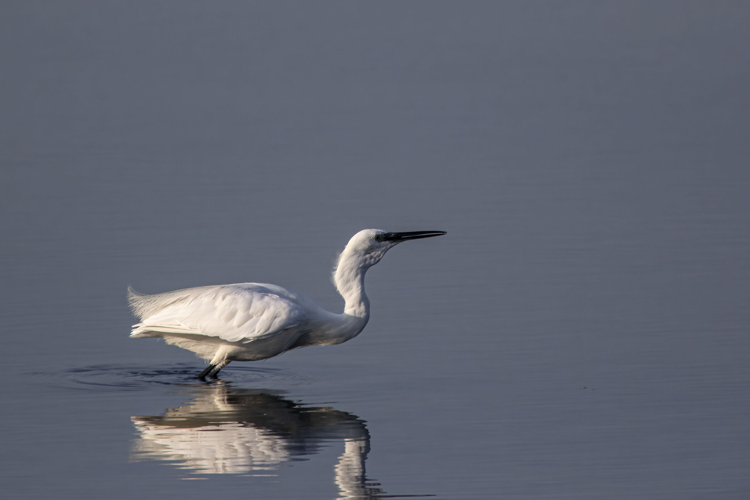 EGRET