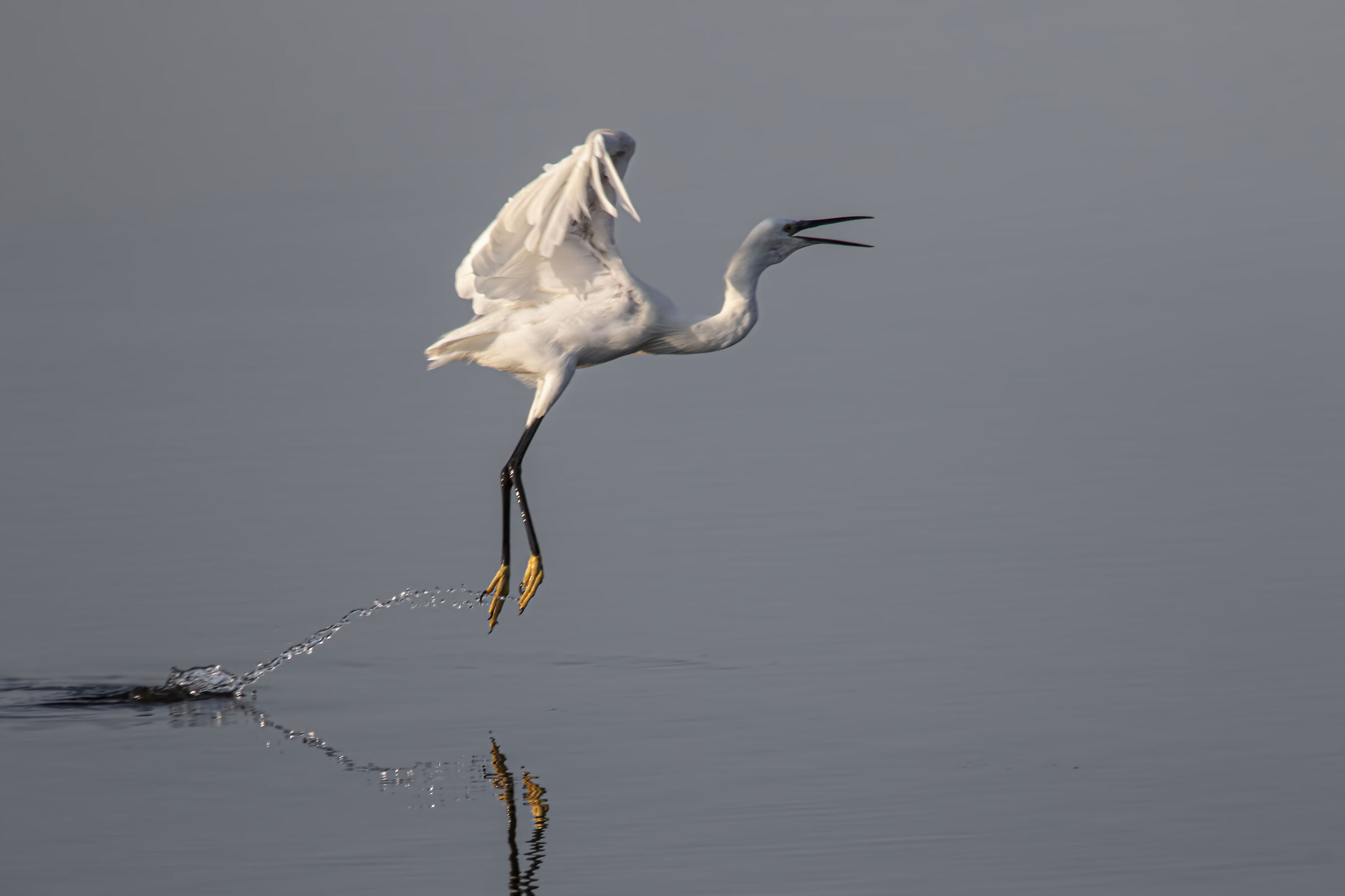 EGRET