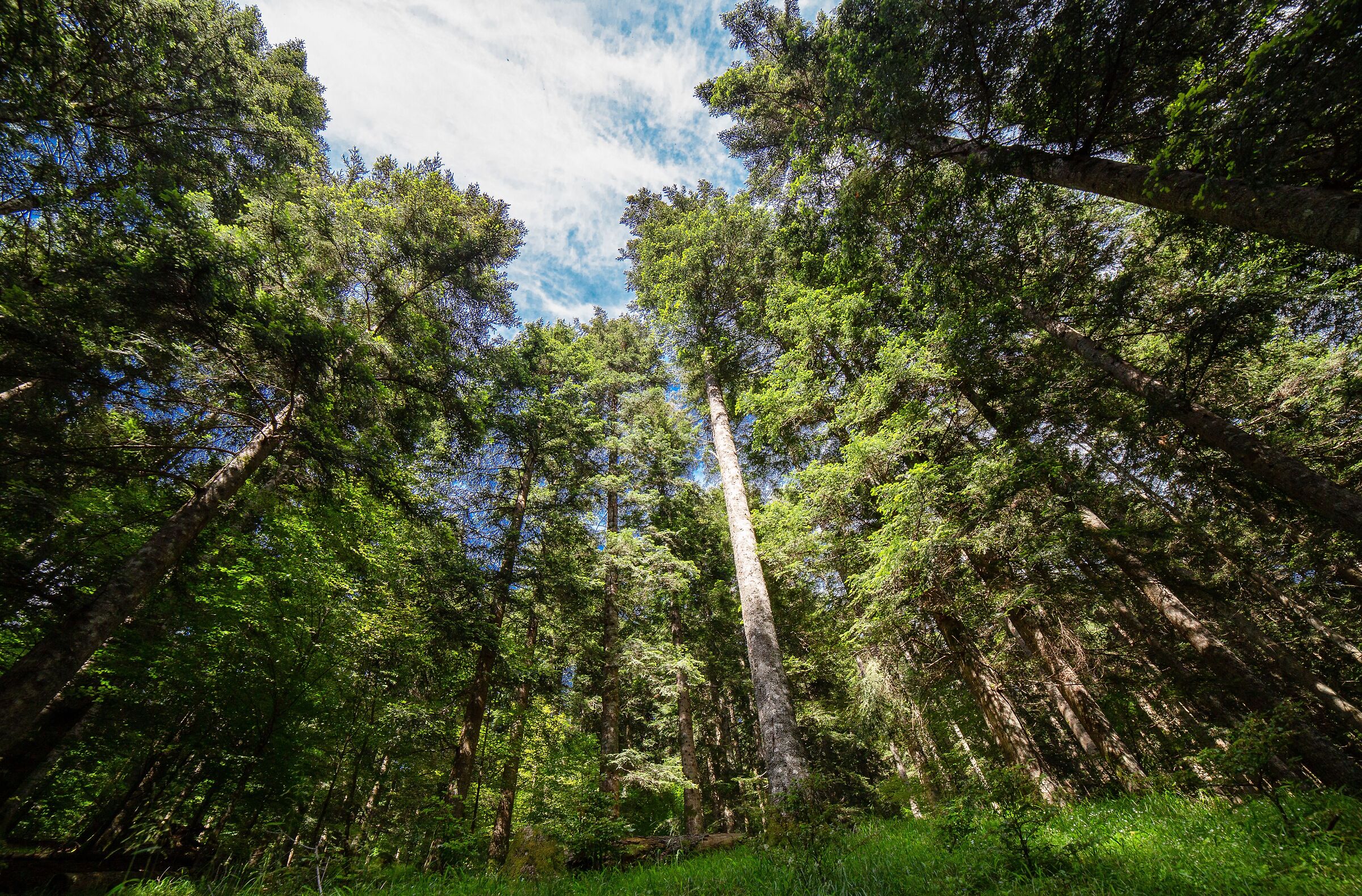 Foresta di Badia Prataglia - Foreste Casentinesi