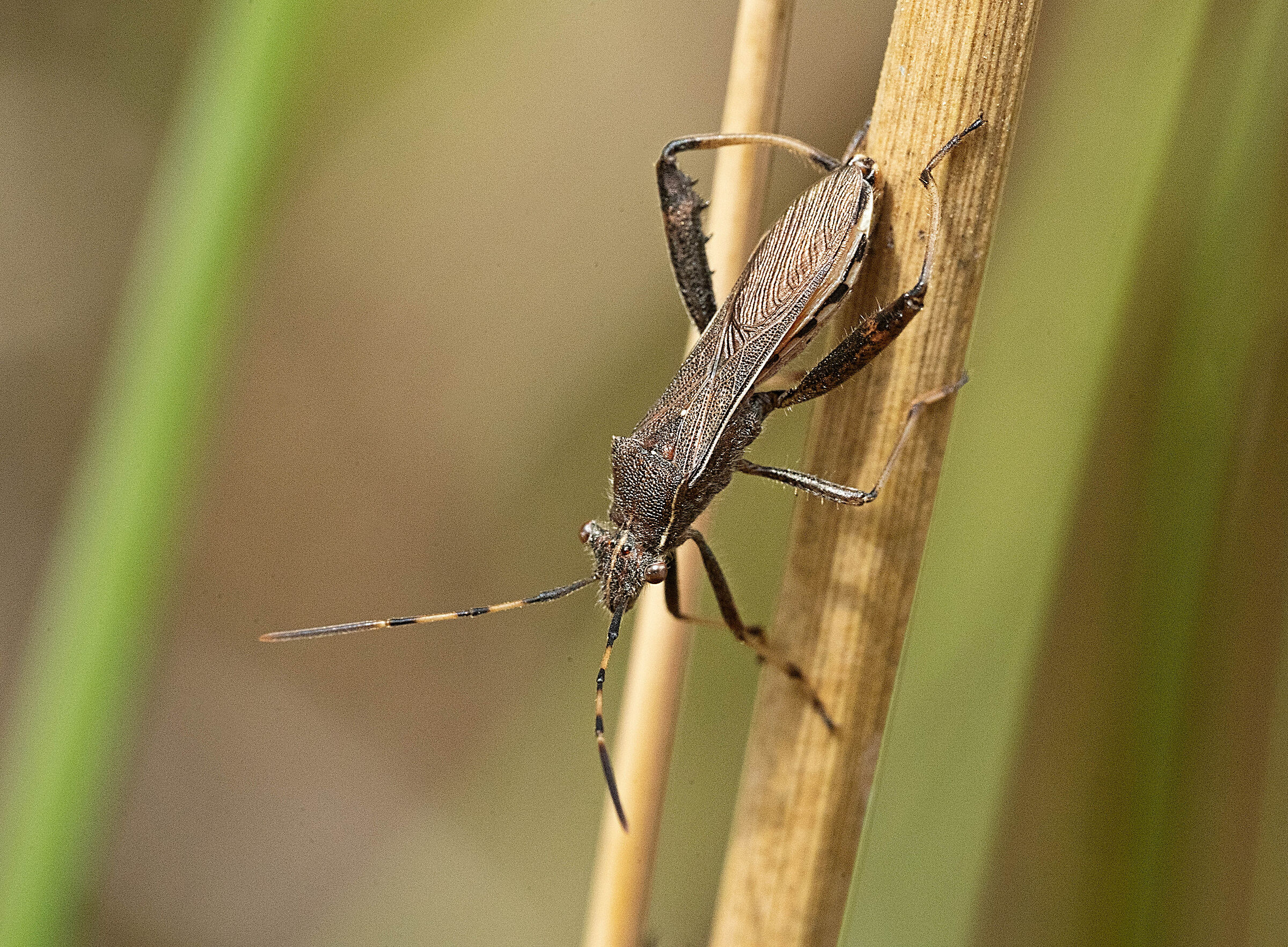 Coreidae