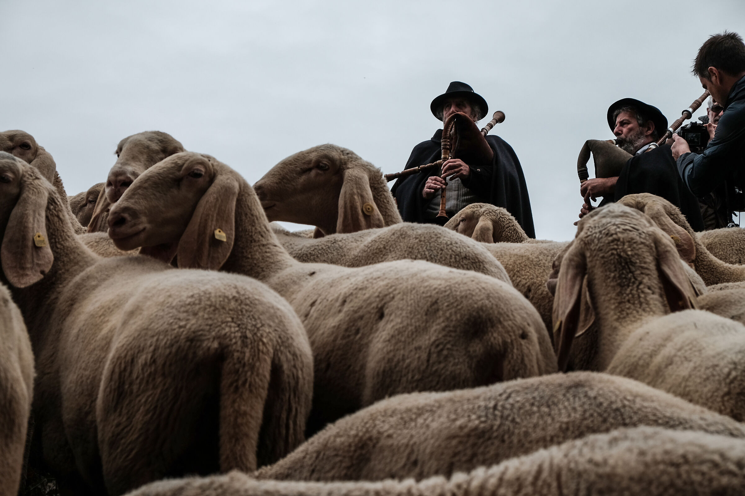 Transhumance