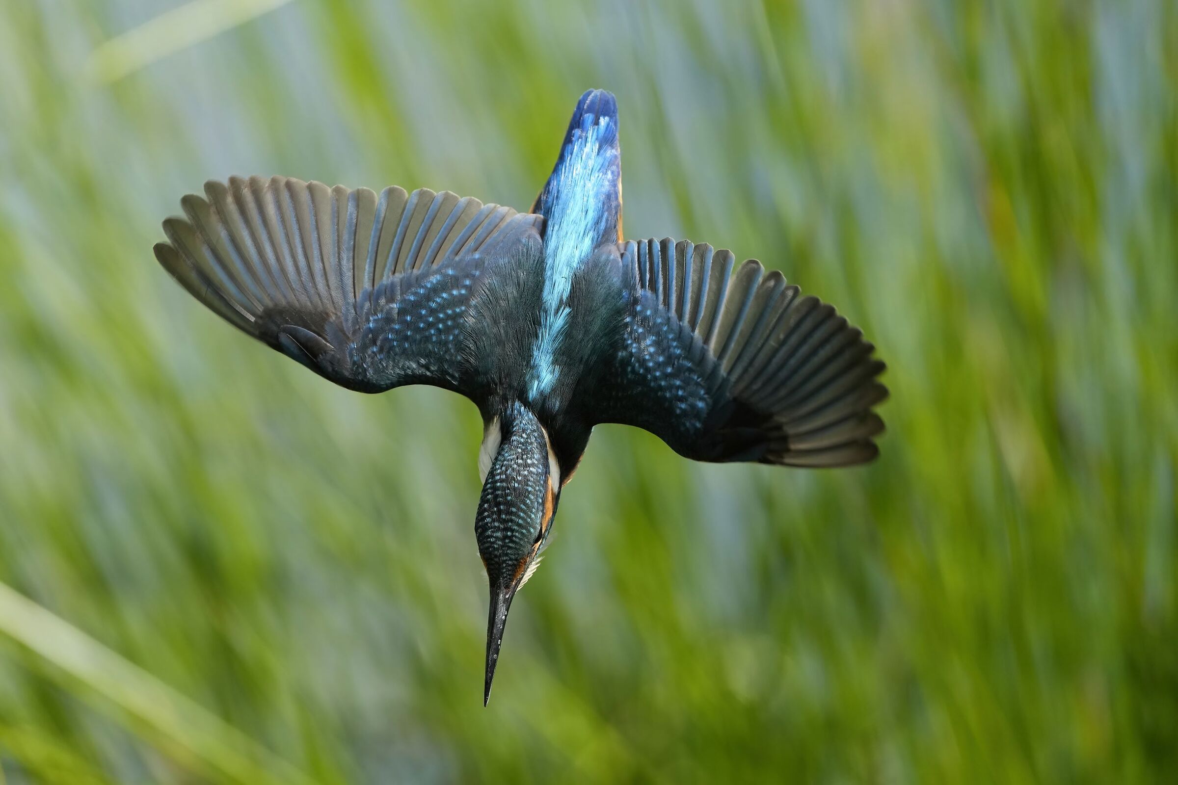 kingfisher