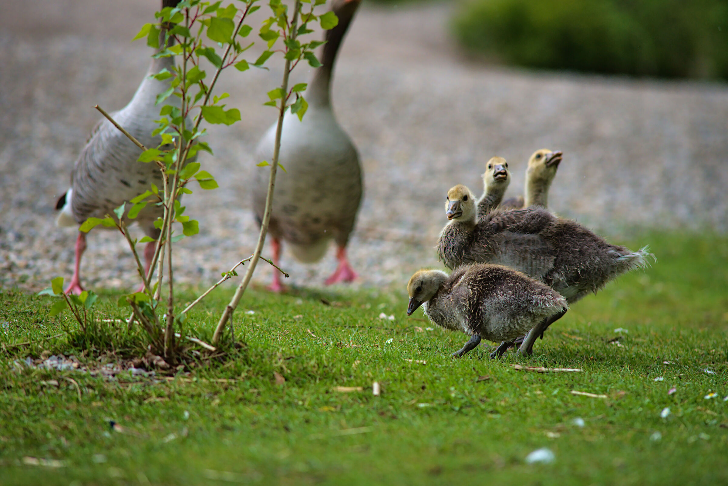 Uno per tutti, tutti per uno