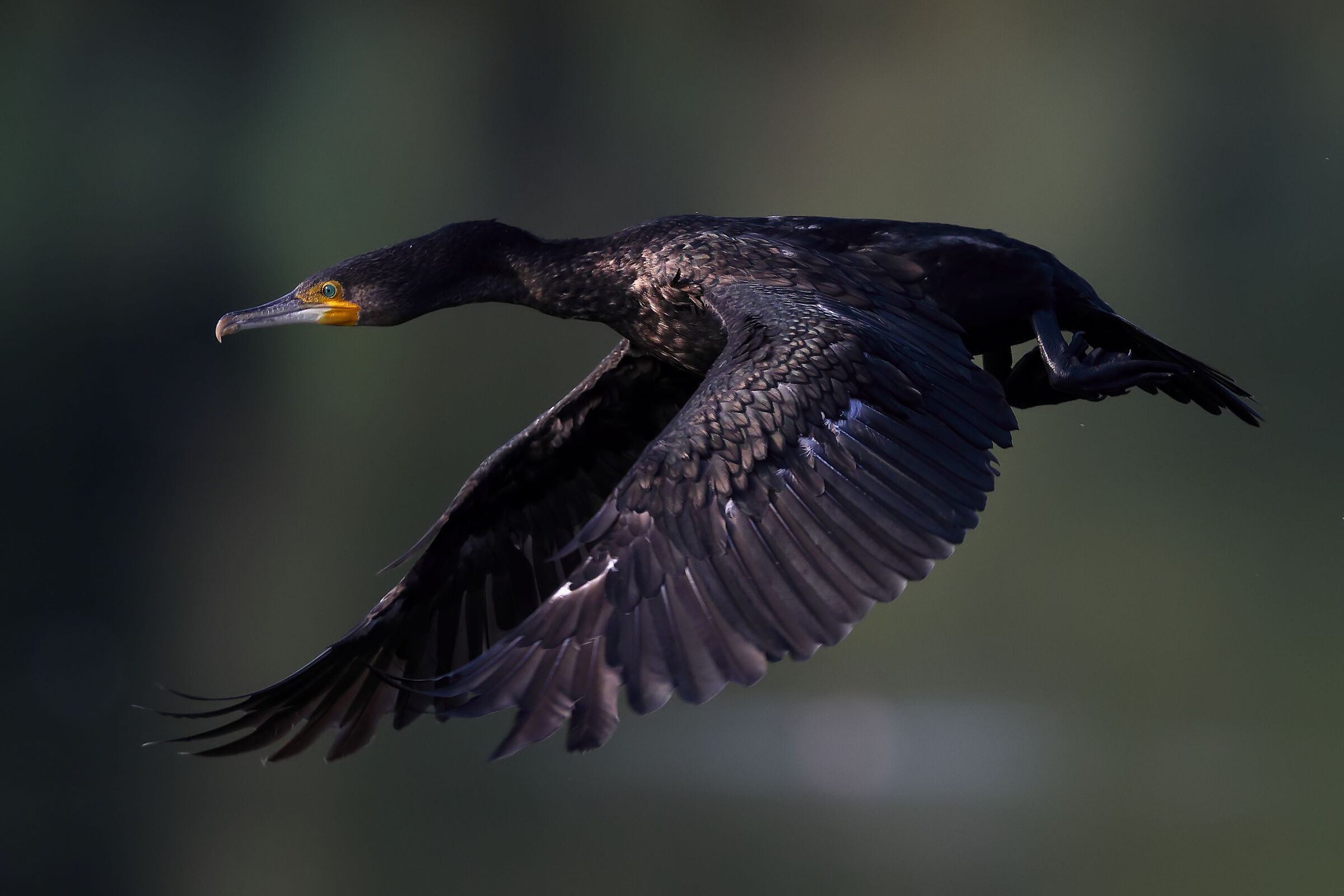 Cormorano in volo