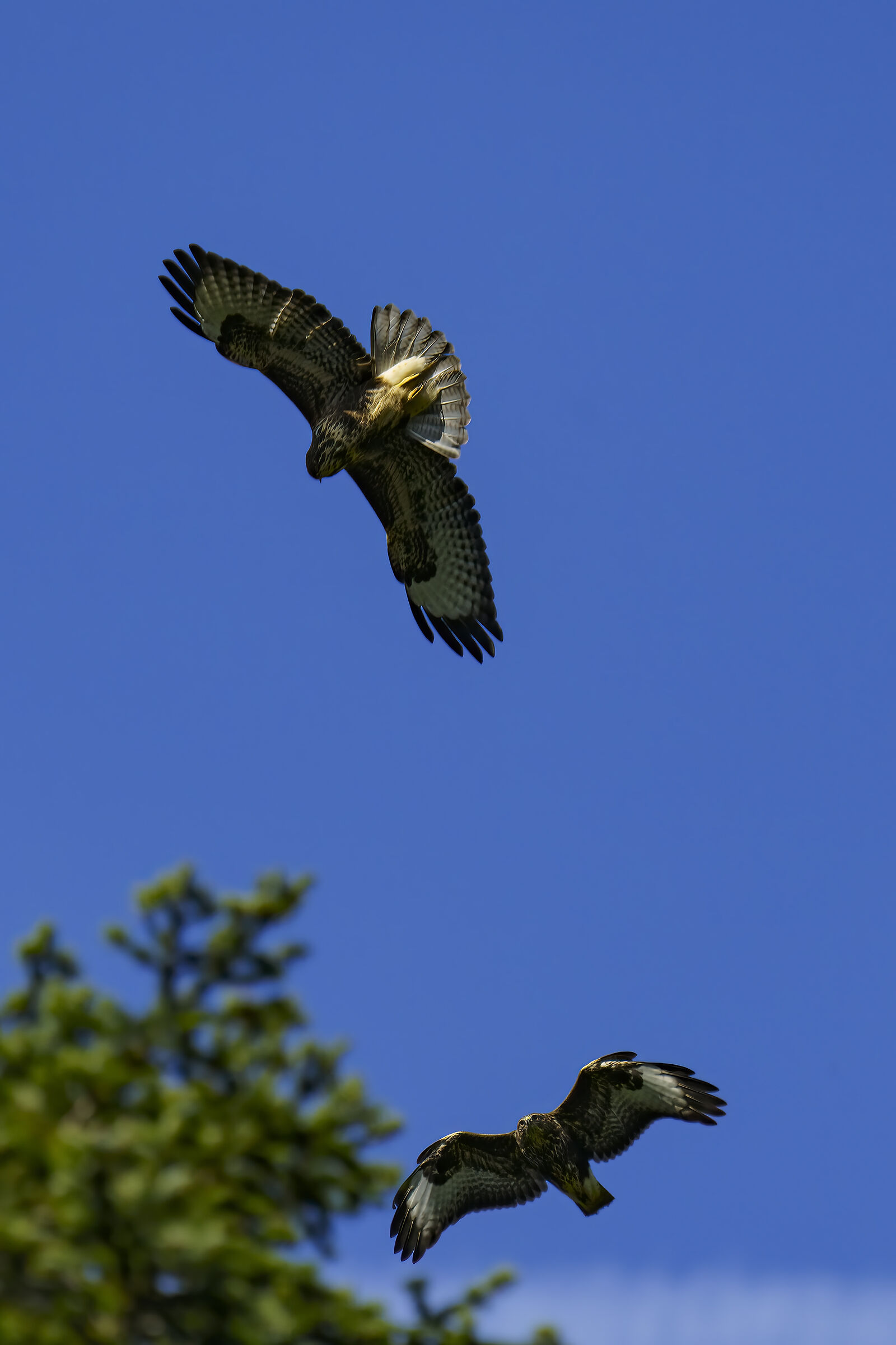 Doppia poiana in volo