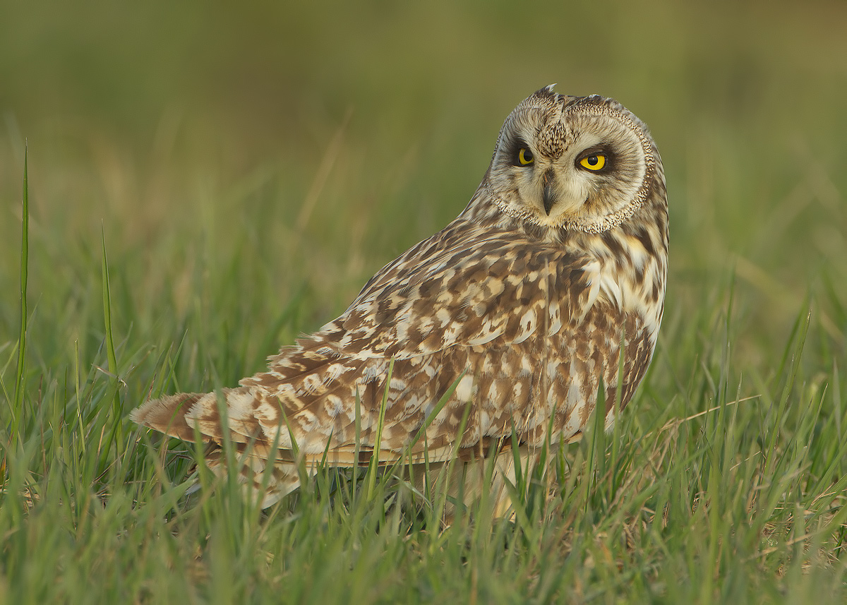 short-eared owl