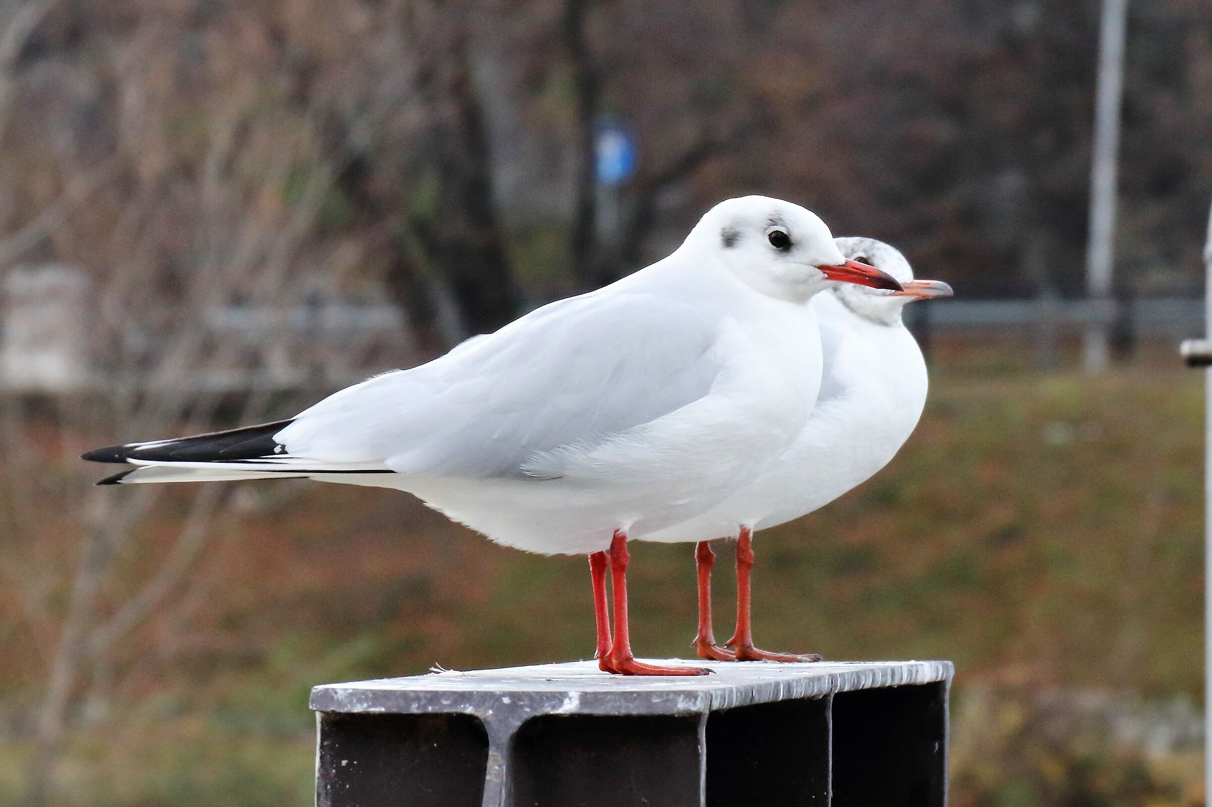 Land gulls