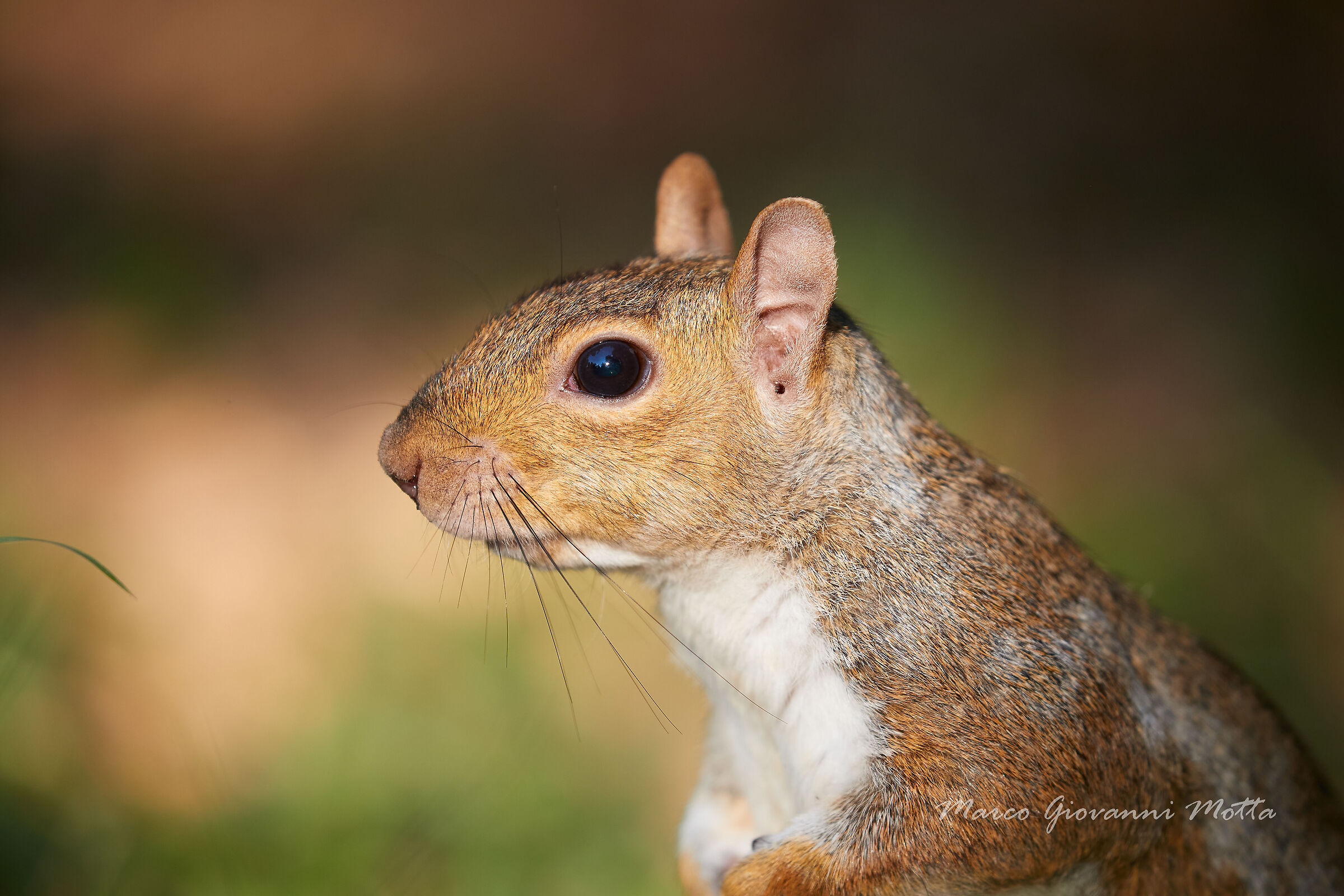 Sciurus carolinensis