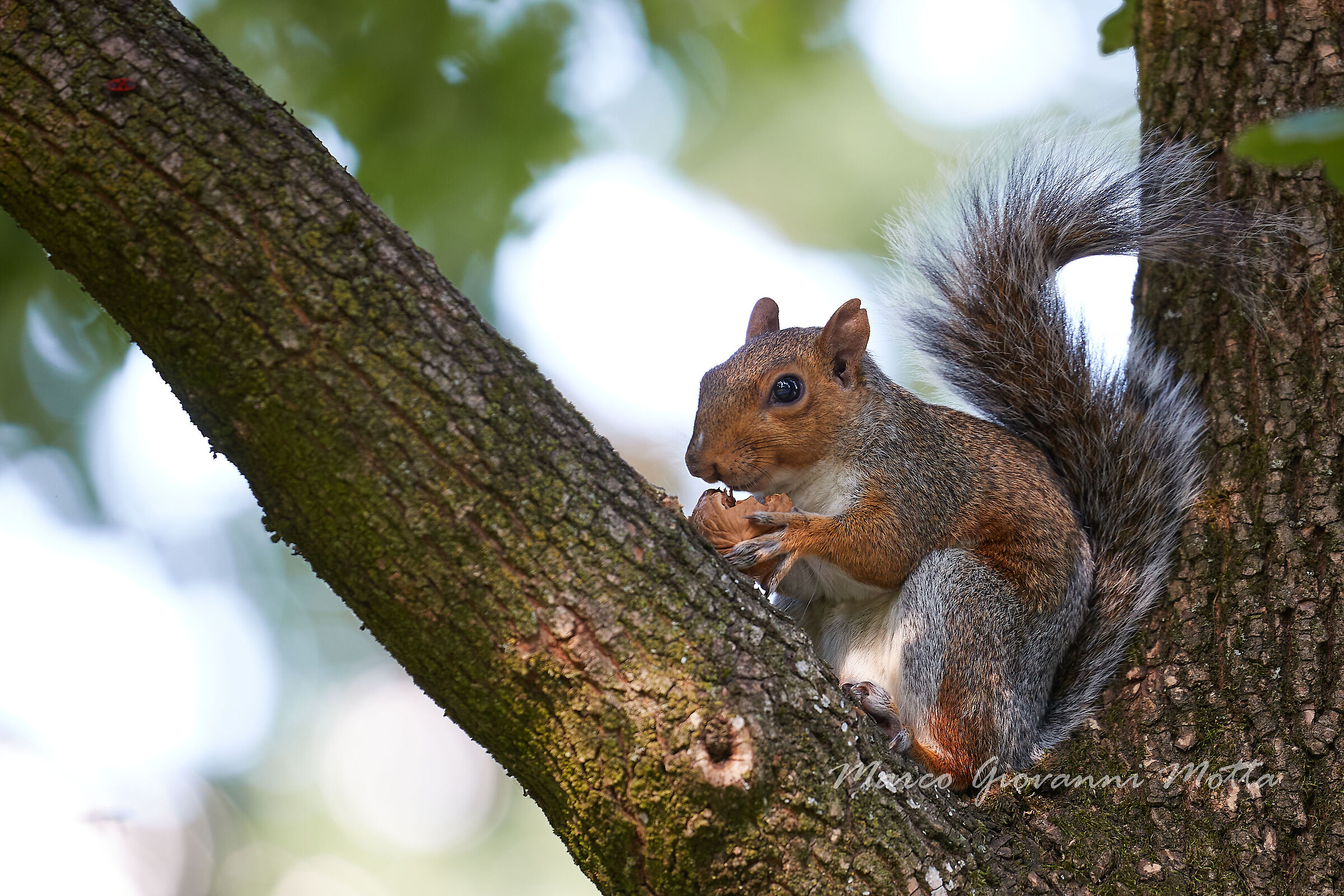 Sciurus carolinensis