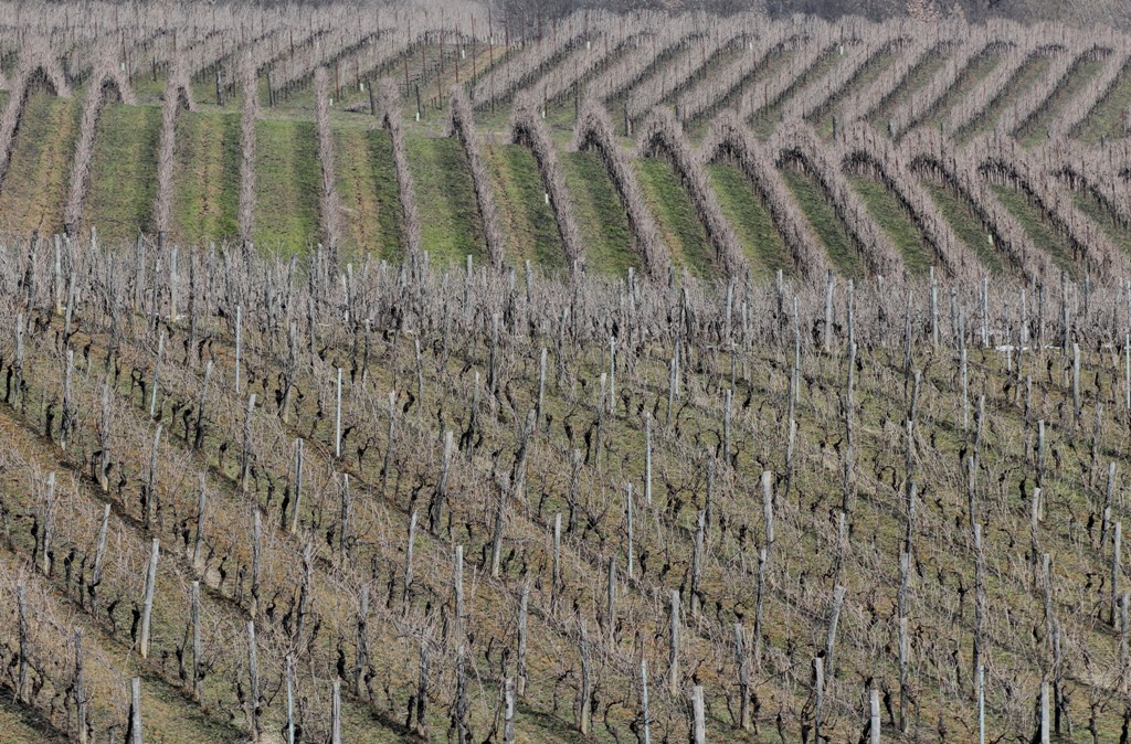 la vigna d'inverno
