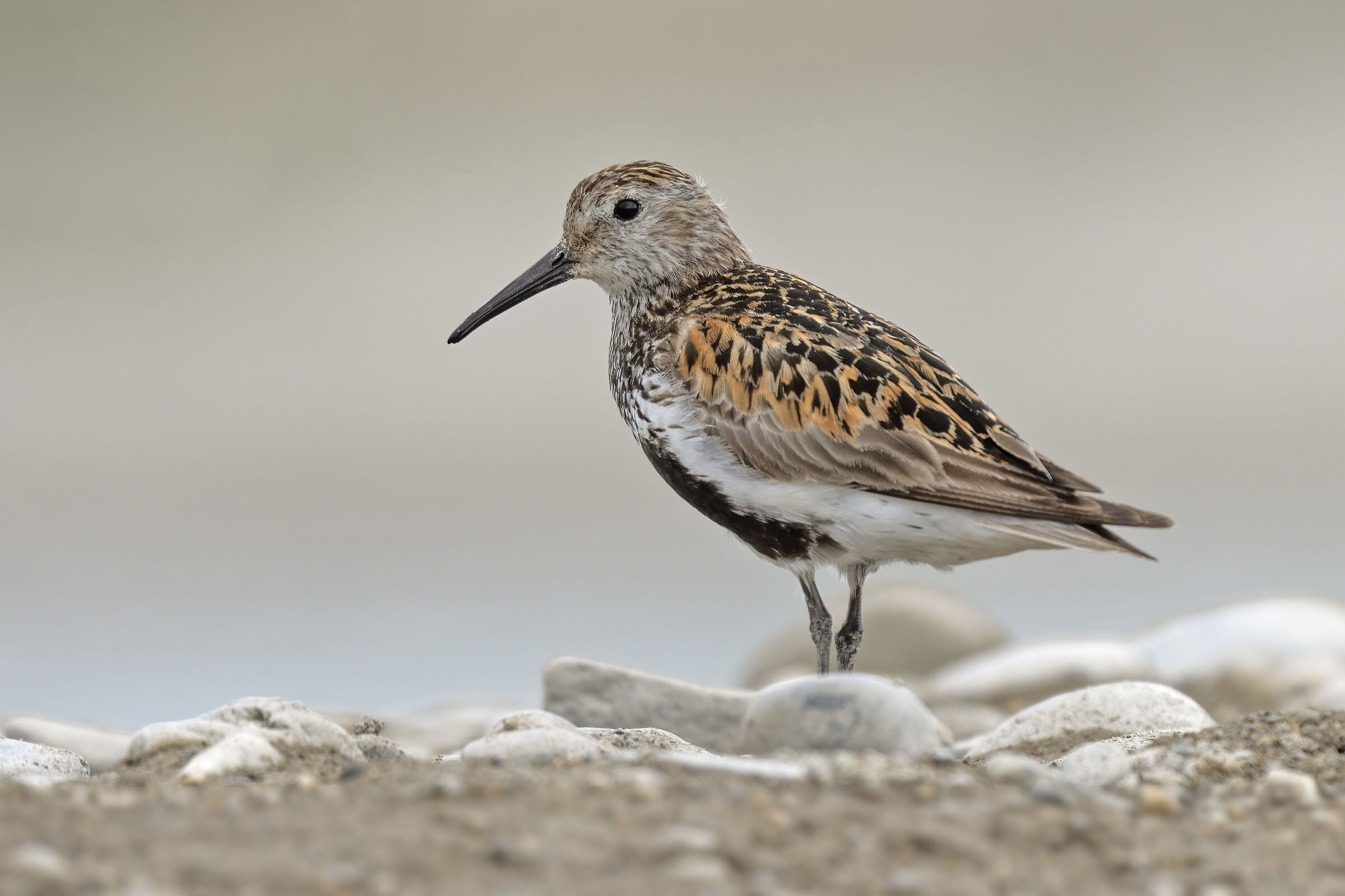 Piovanello pancianera