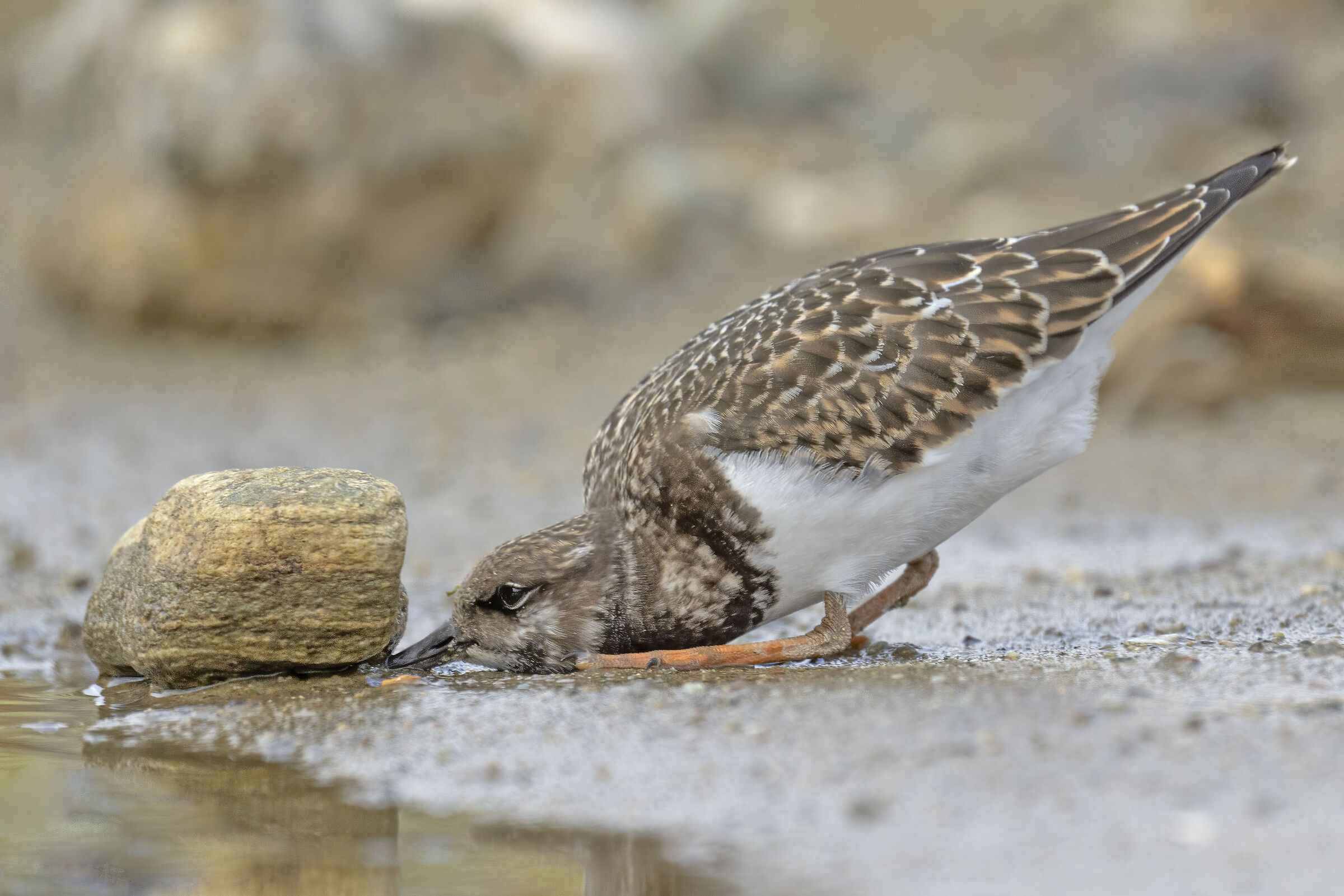 Voltapietre...di nome e di fatto