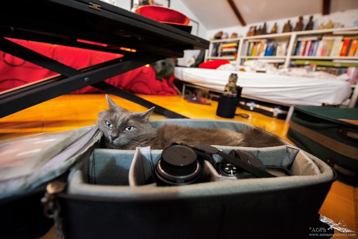 The SuperteleGattone