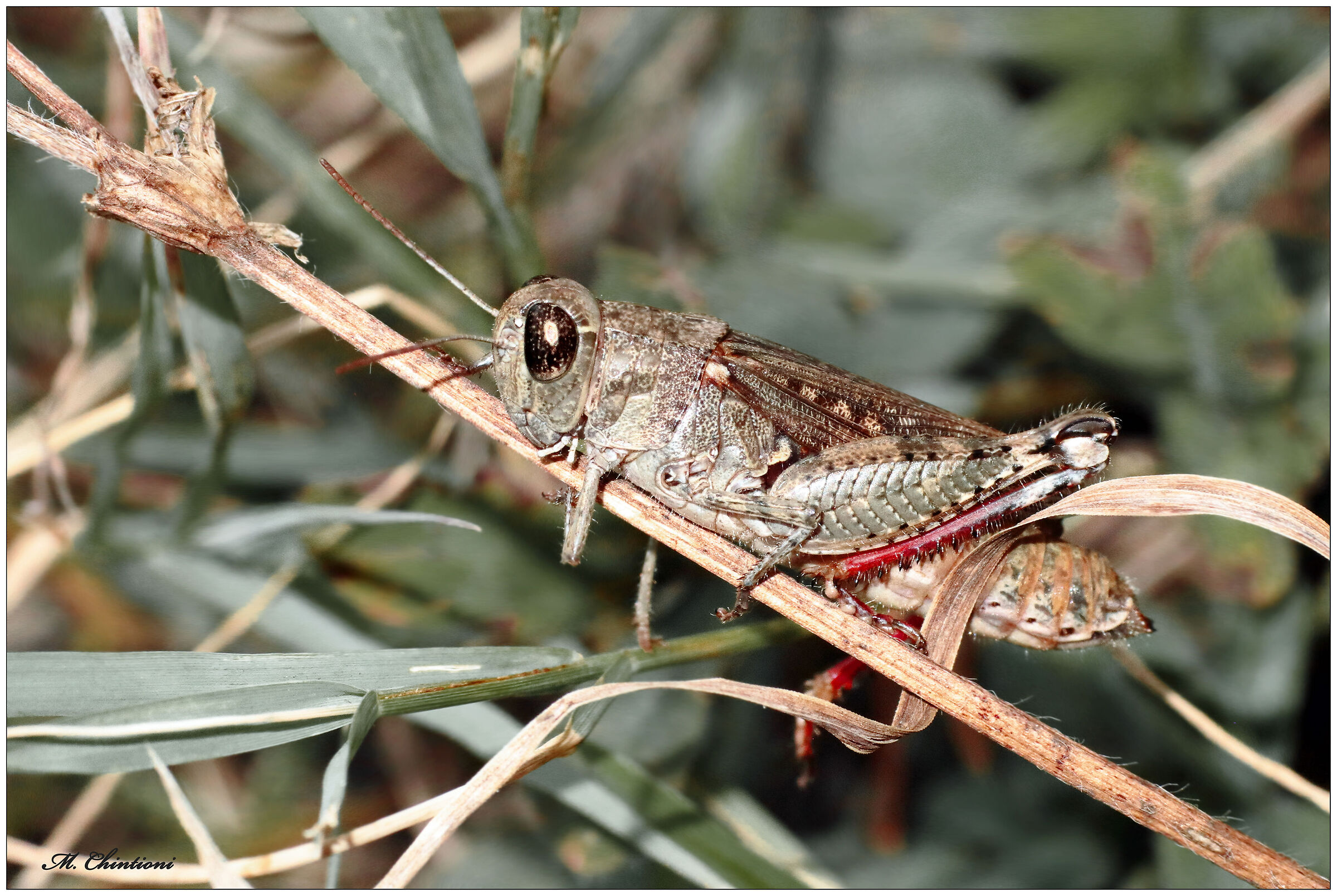 ... prove close-up x un Grillo