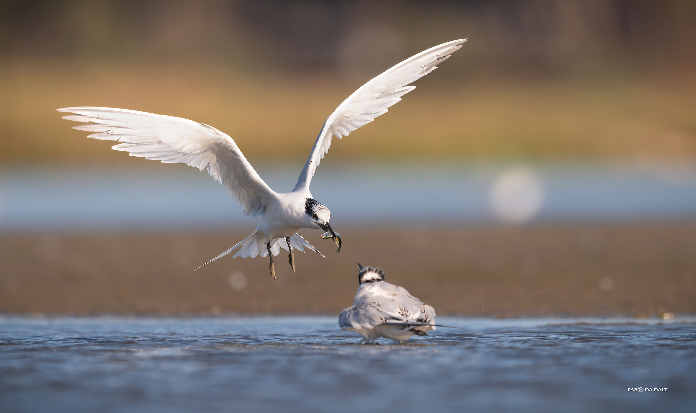 Sandwich tern