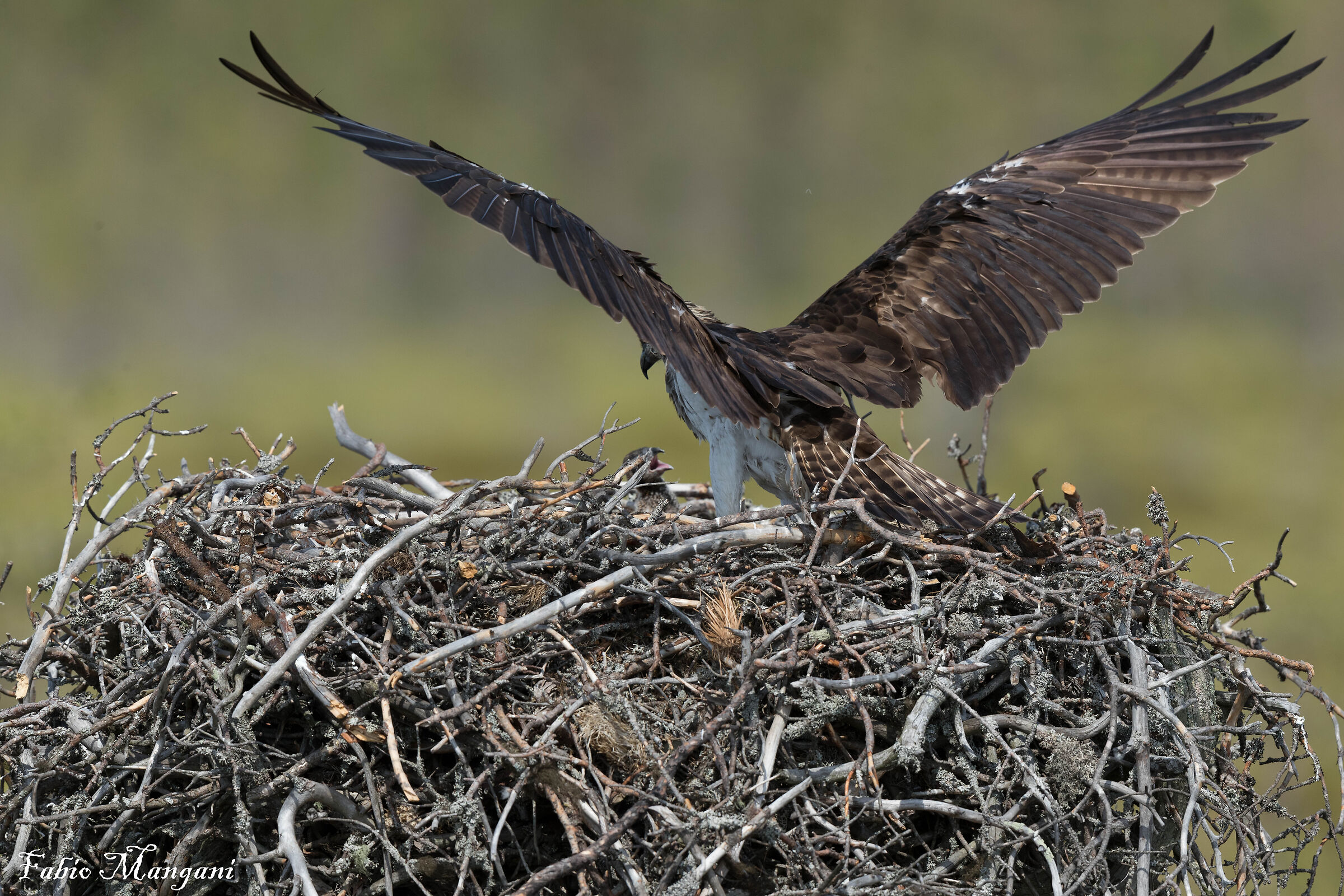 Falco pescatore al nido Finland.........