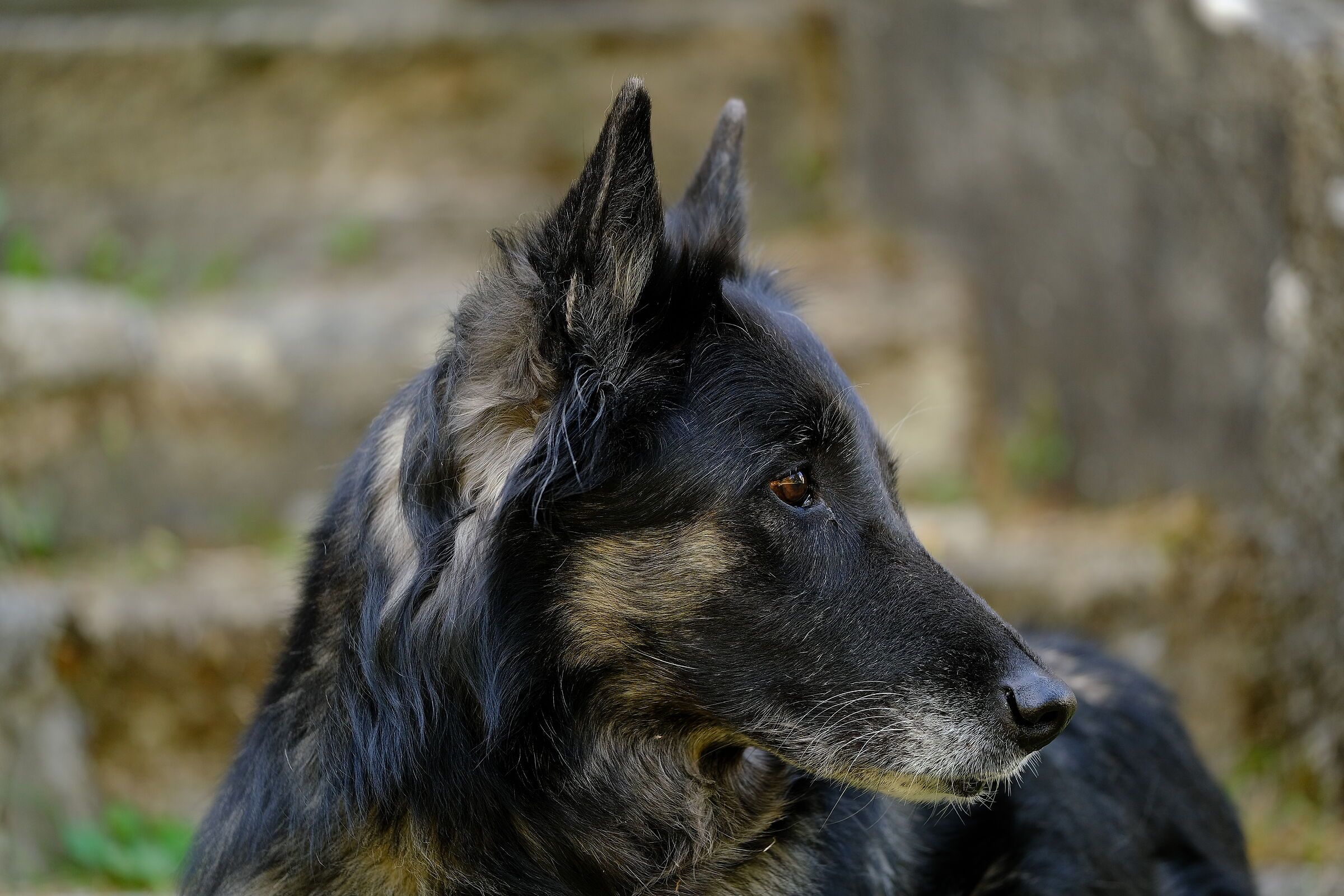 La cagnona si avvicina al traguardo dei 14 anni…