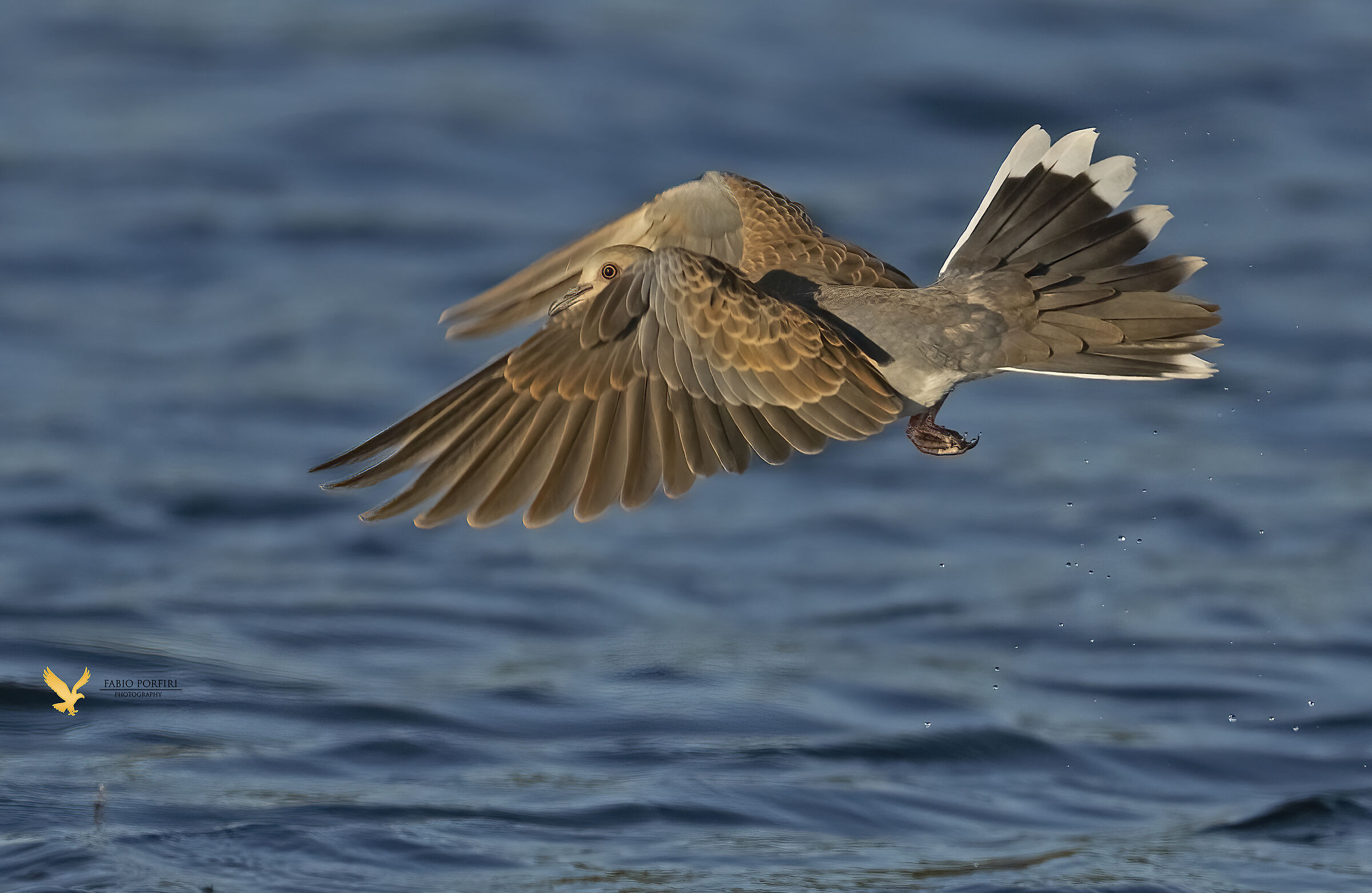 what you have to do to drink ... wild dove gray