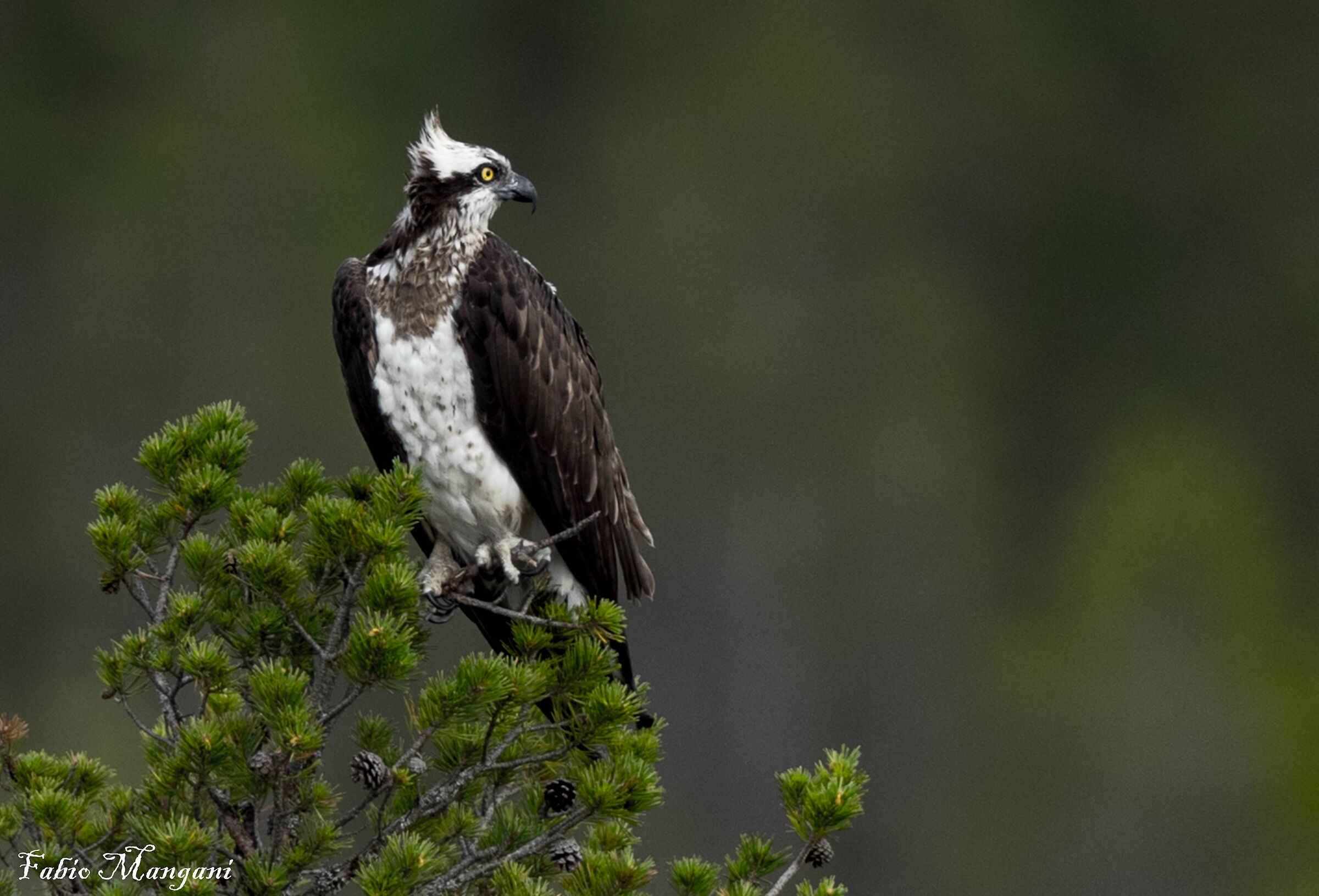 Falco pescatore  Finland.........