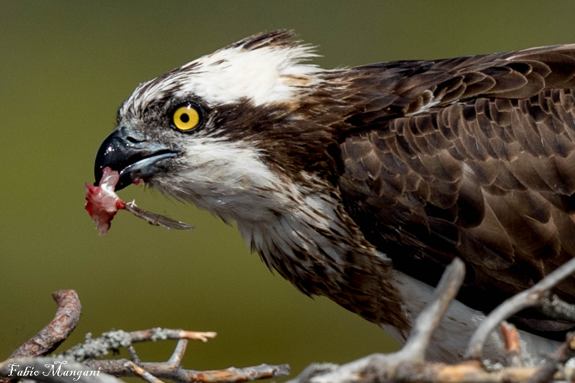 Primo piano di femmina che si prepara all'imbeccata