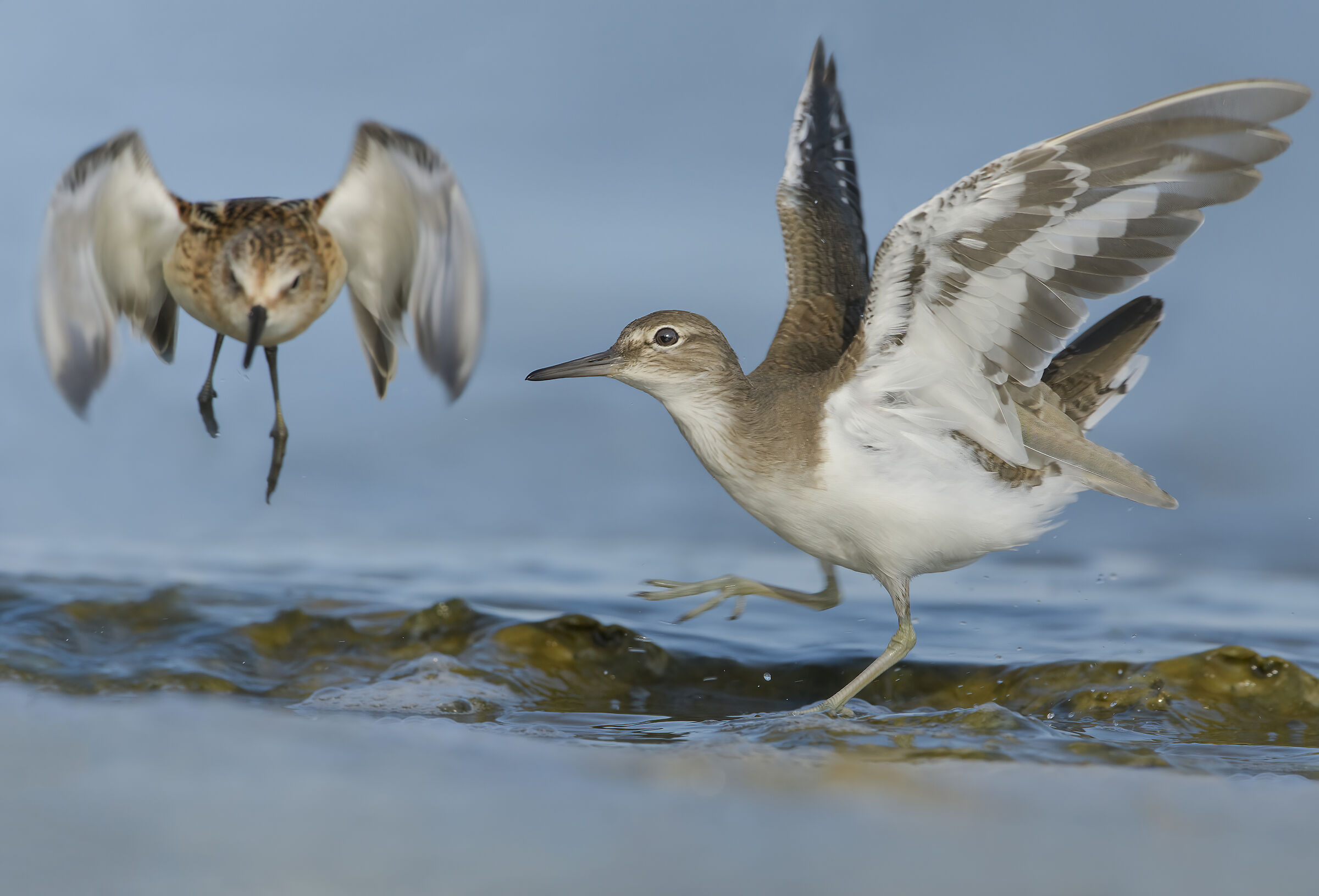 piro piro piccolo vs gambecchio