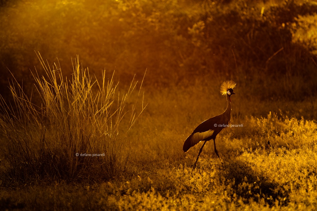 Zambia, South Luangwa NP Balearica regulorum