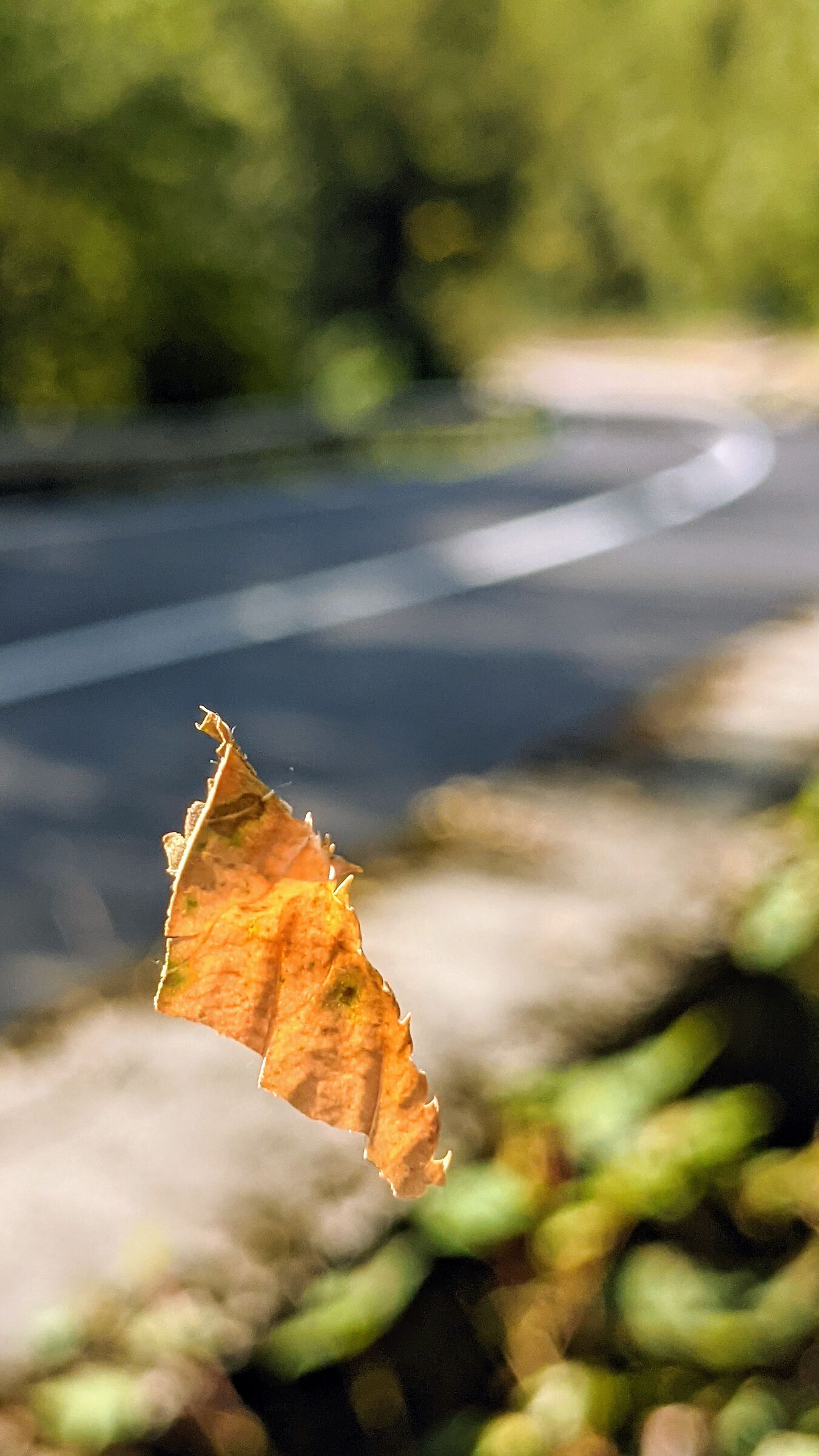 Almost autumn?