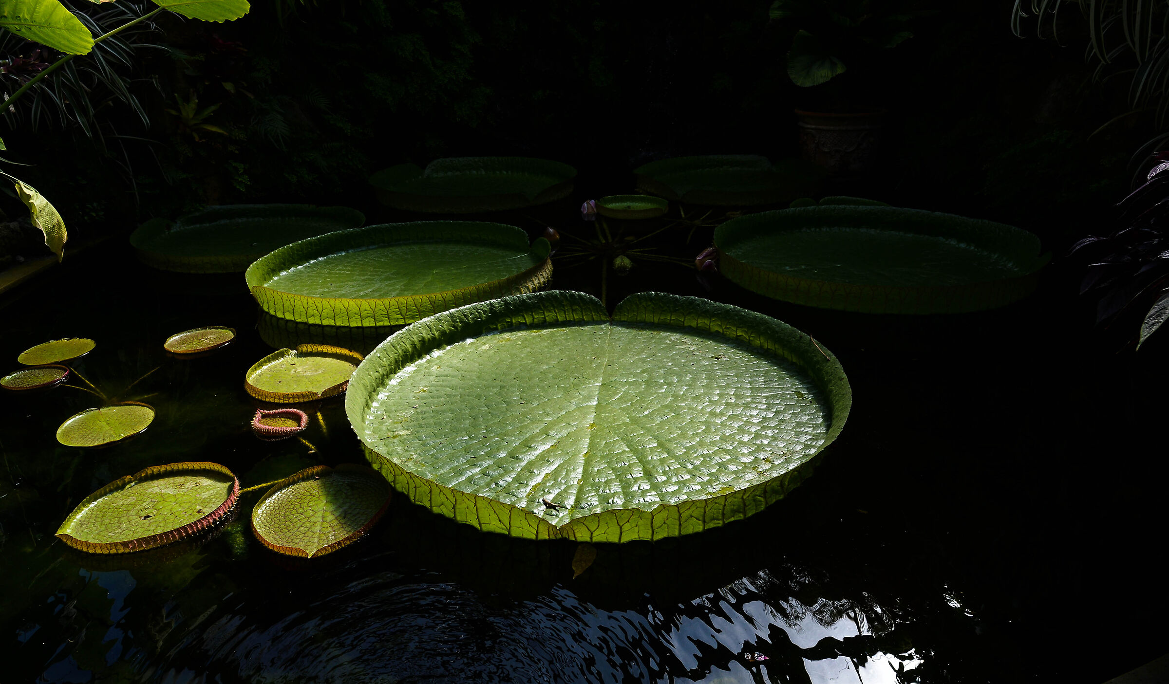 Giardini La Mortella, Ischia 14