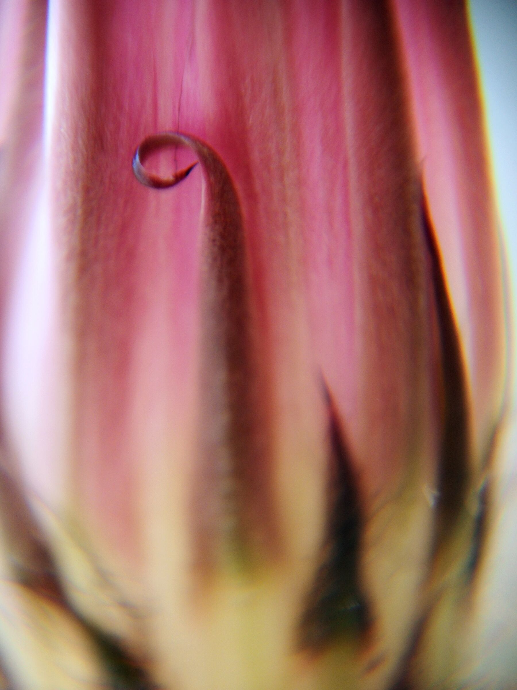 The sweetness of cacti