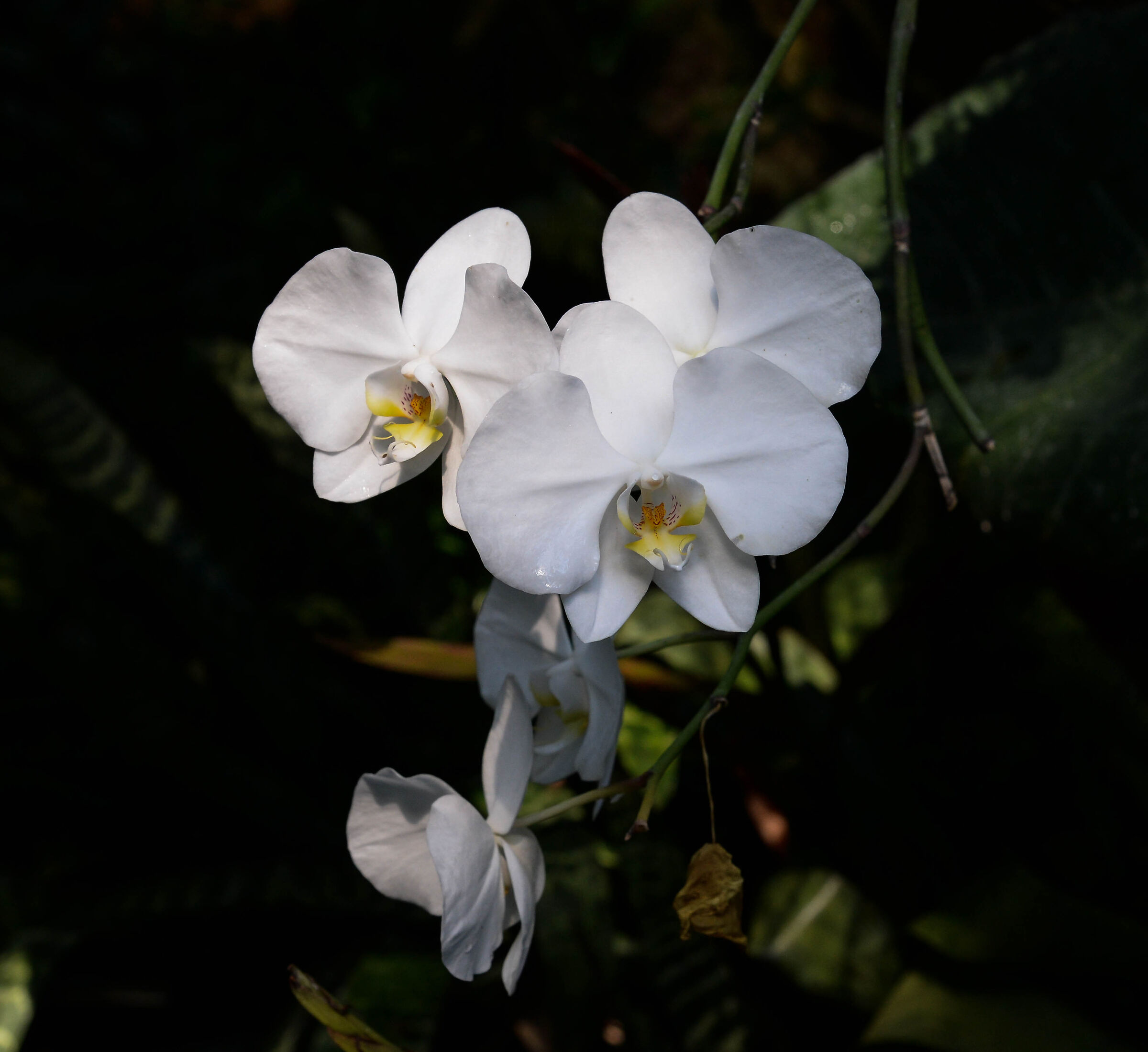 Giardini La Mortella, Ischia 19